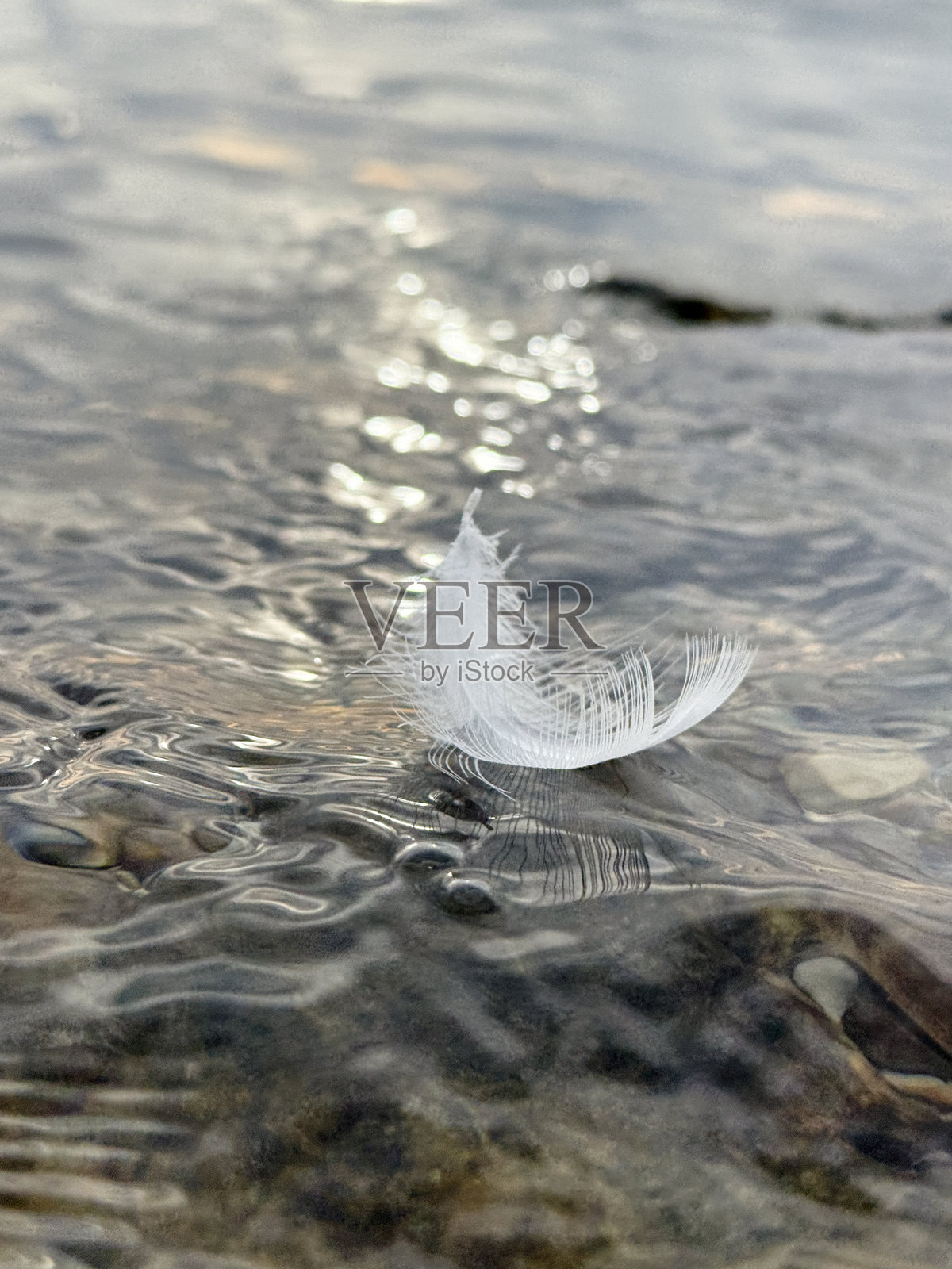 阳光反射下，漂浮在波纹水面上的白色羽毛照片摄影图片