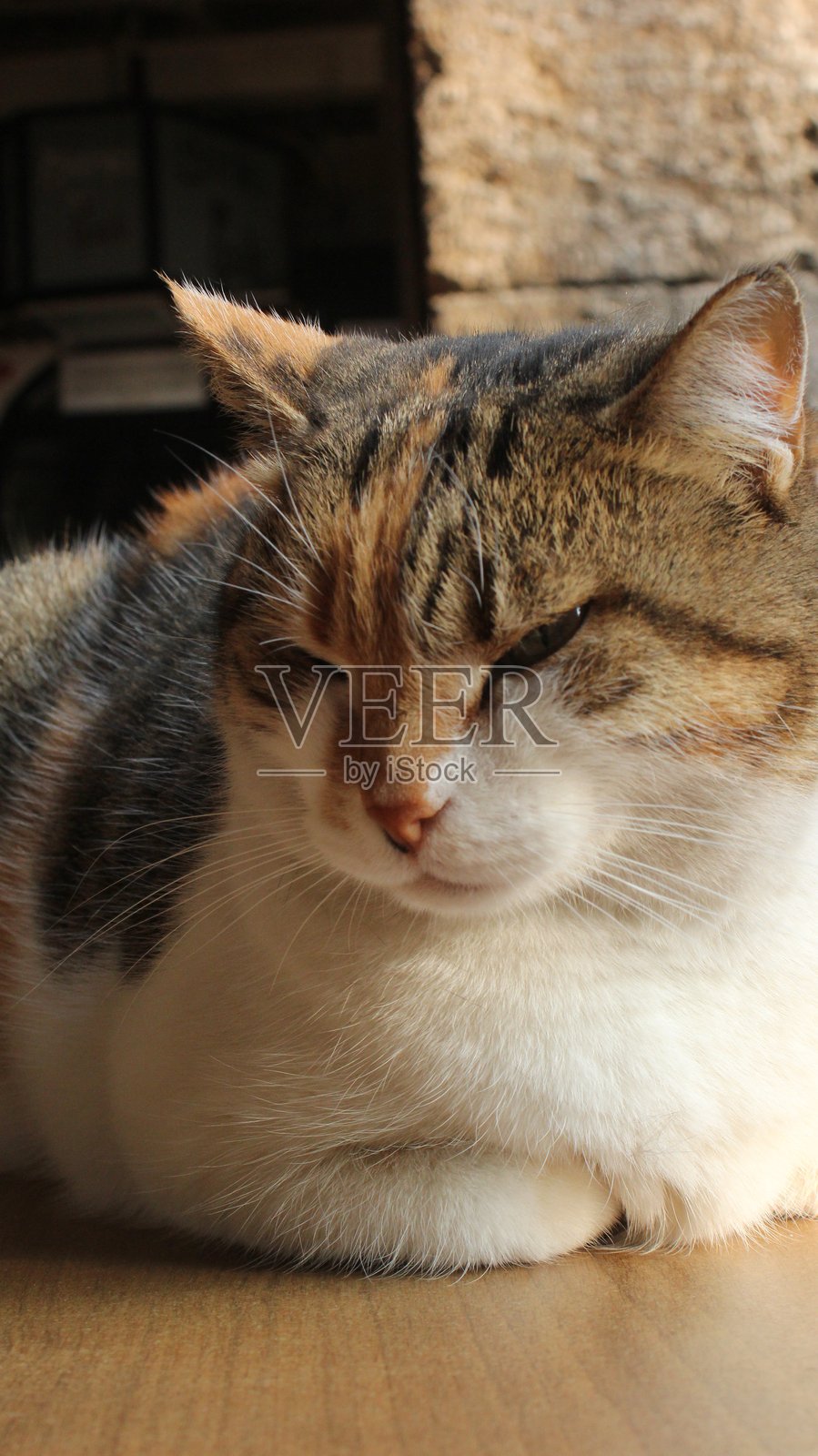 花园里的猫照片摄影图片