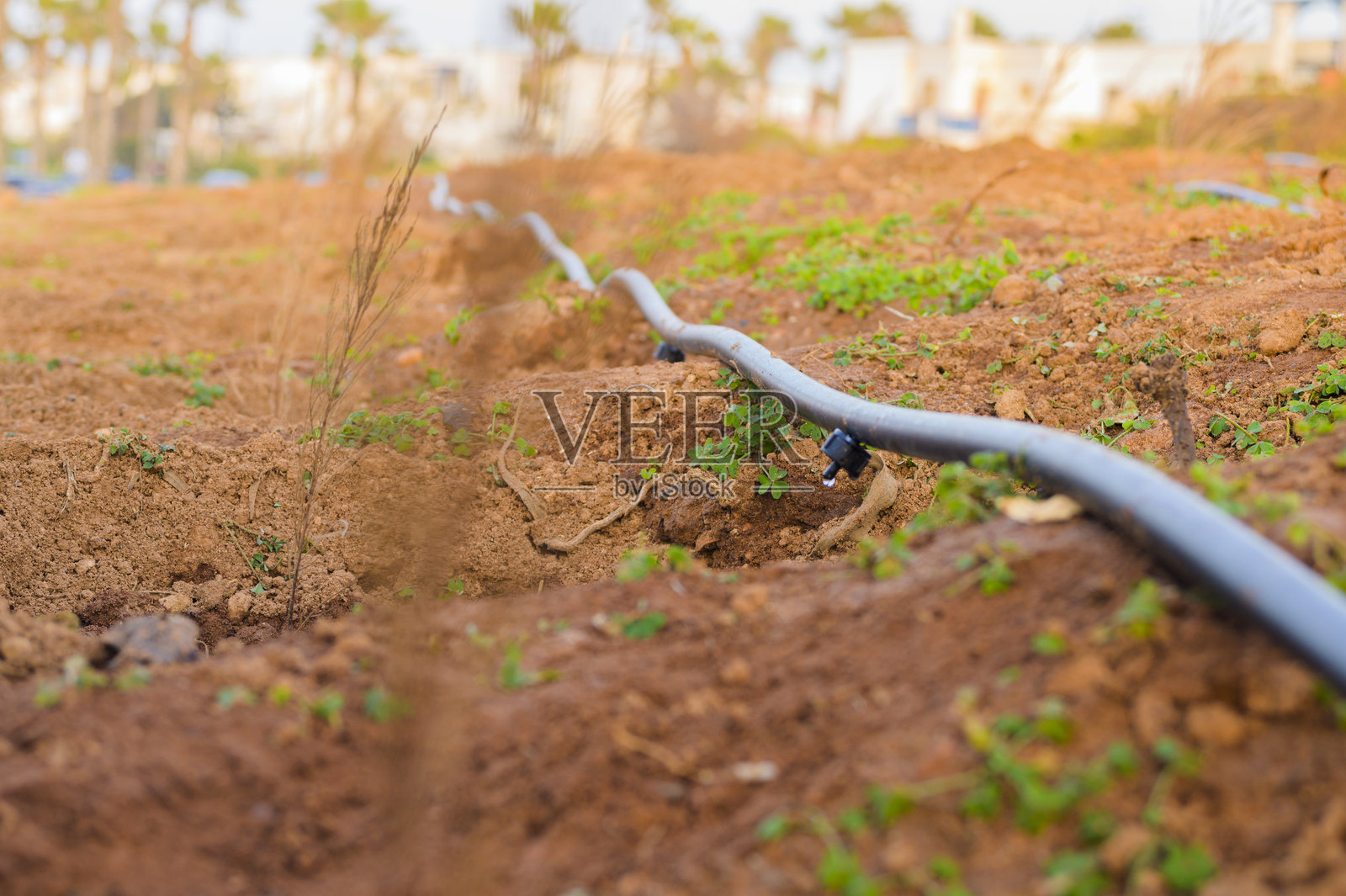 滴灌灌溉系统照片摄影图片