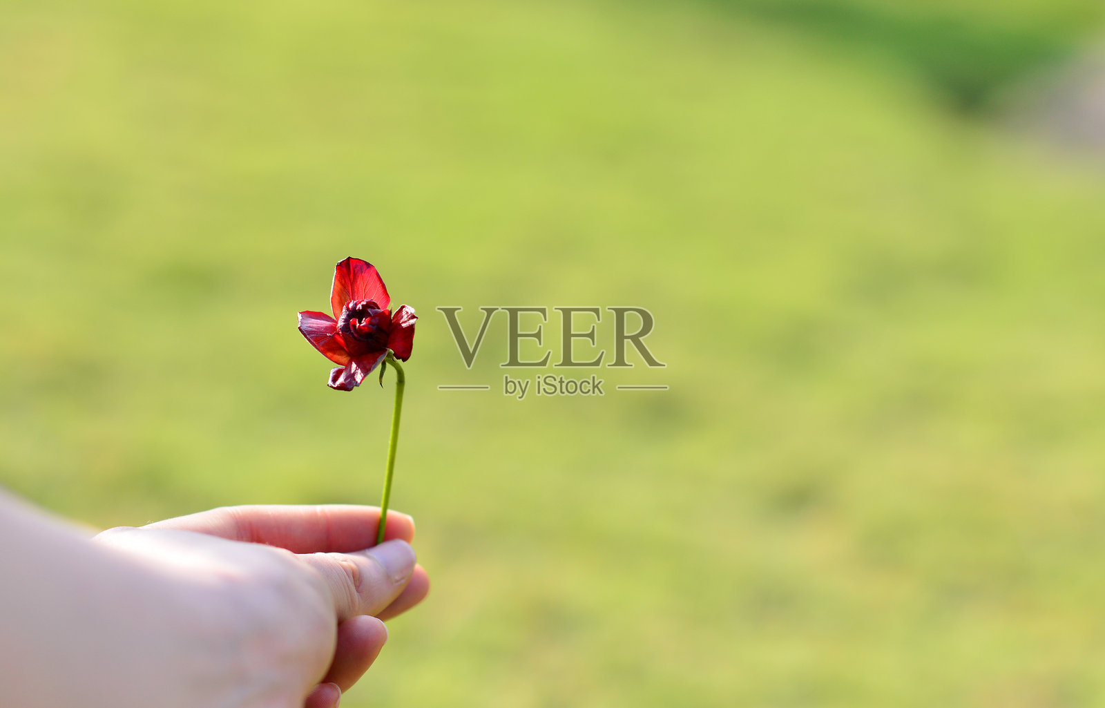 手握红花，背景为草原照片摄影图片