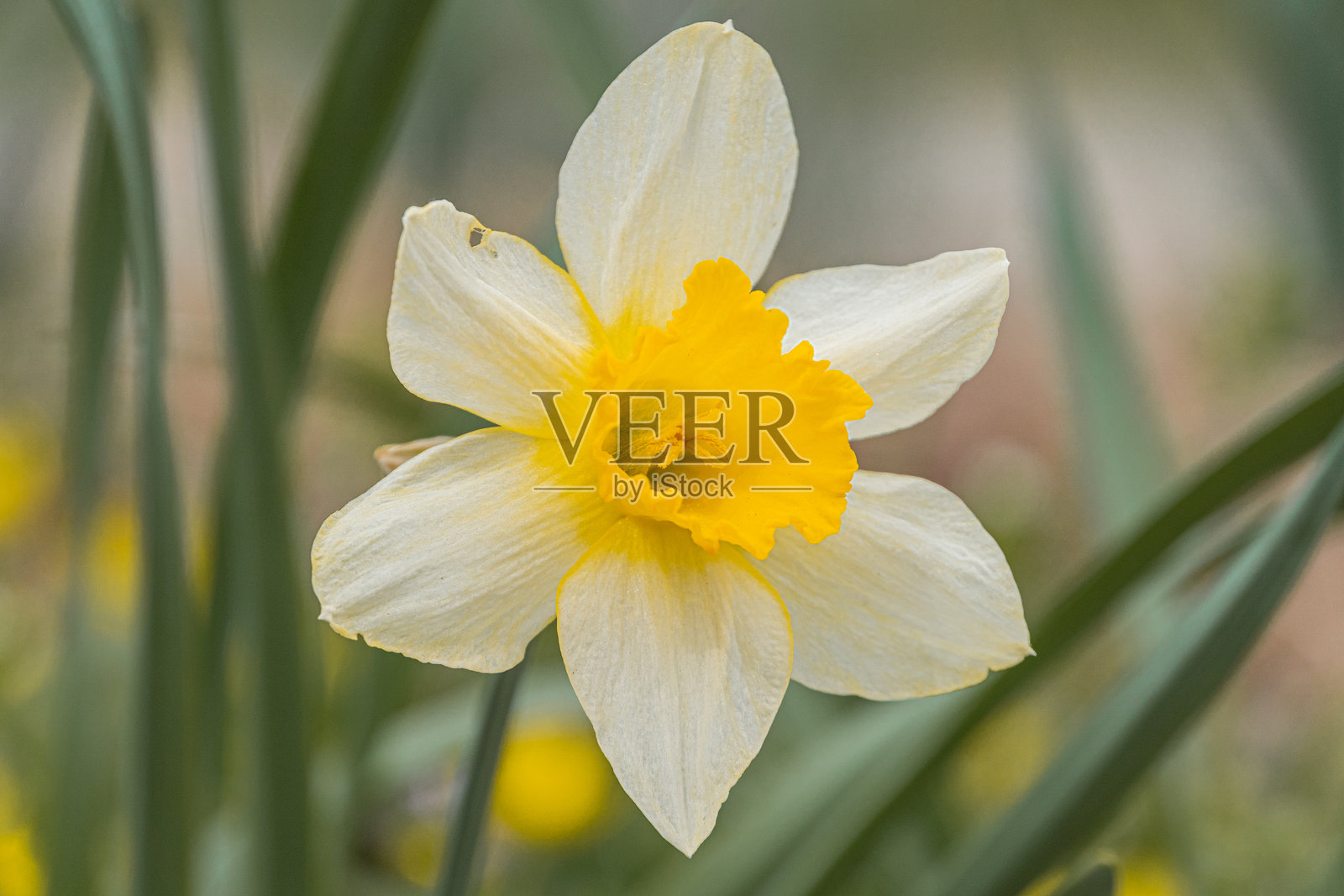 盛开的单朵水仙花特写，鲜艳的黄色花瓣与内部部分形成对比，其他水仙花在不同生长阶段可见，背景以绿色叶片为主。照片摄影图片