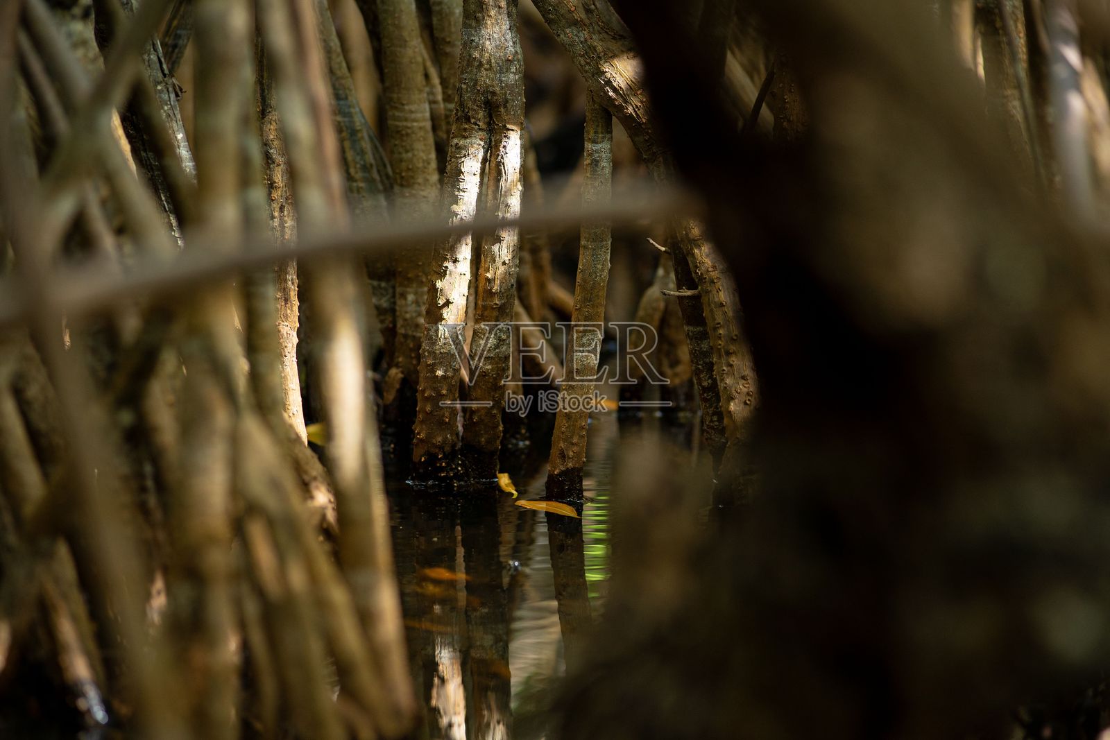 沼泽中的红树林根系照片摄影图片