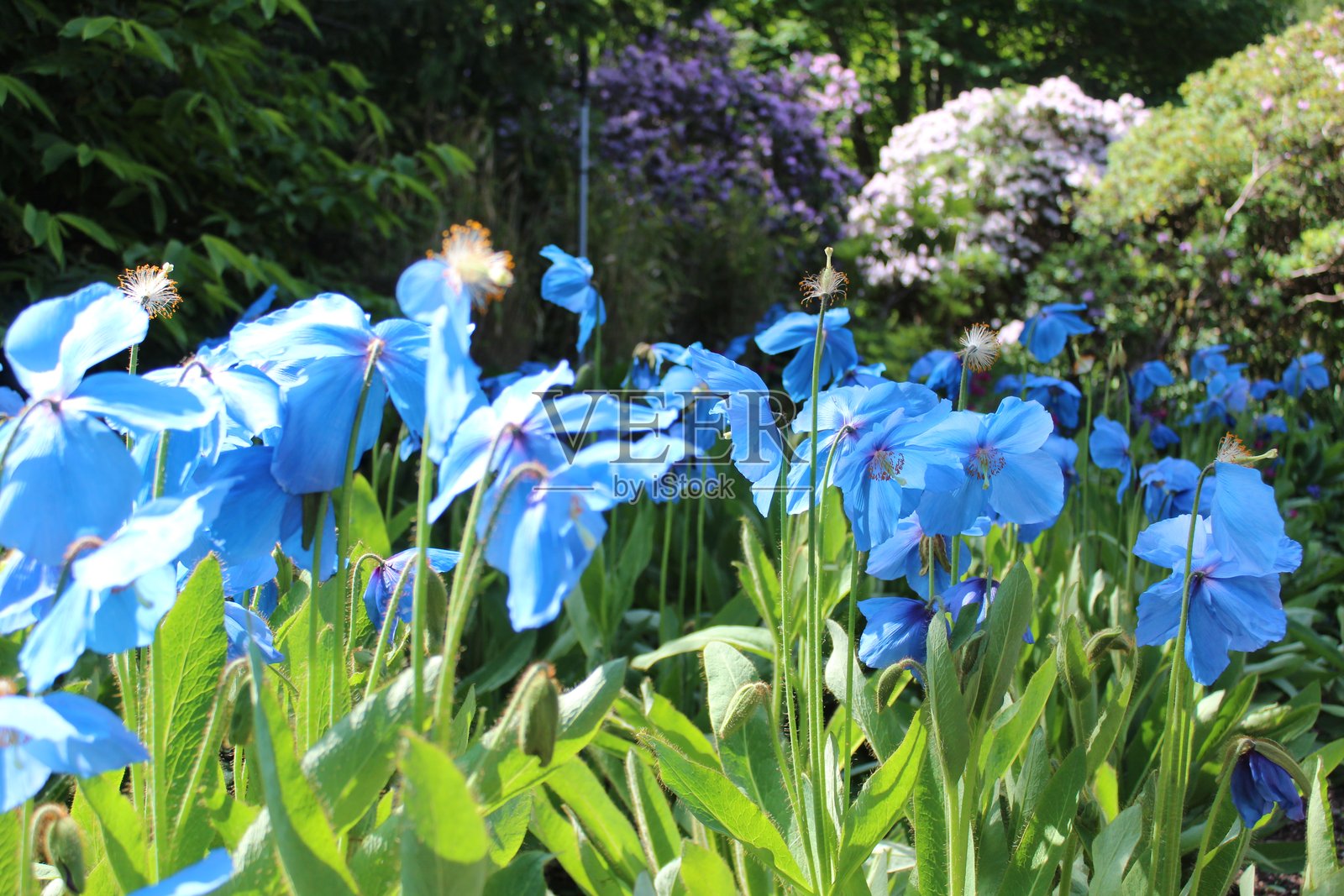 花朵照片摄影图片