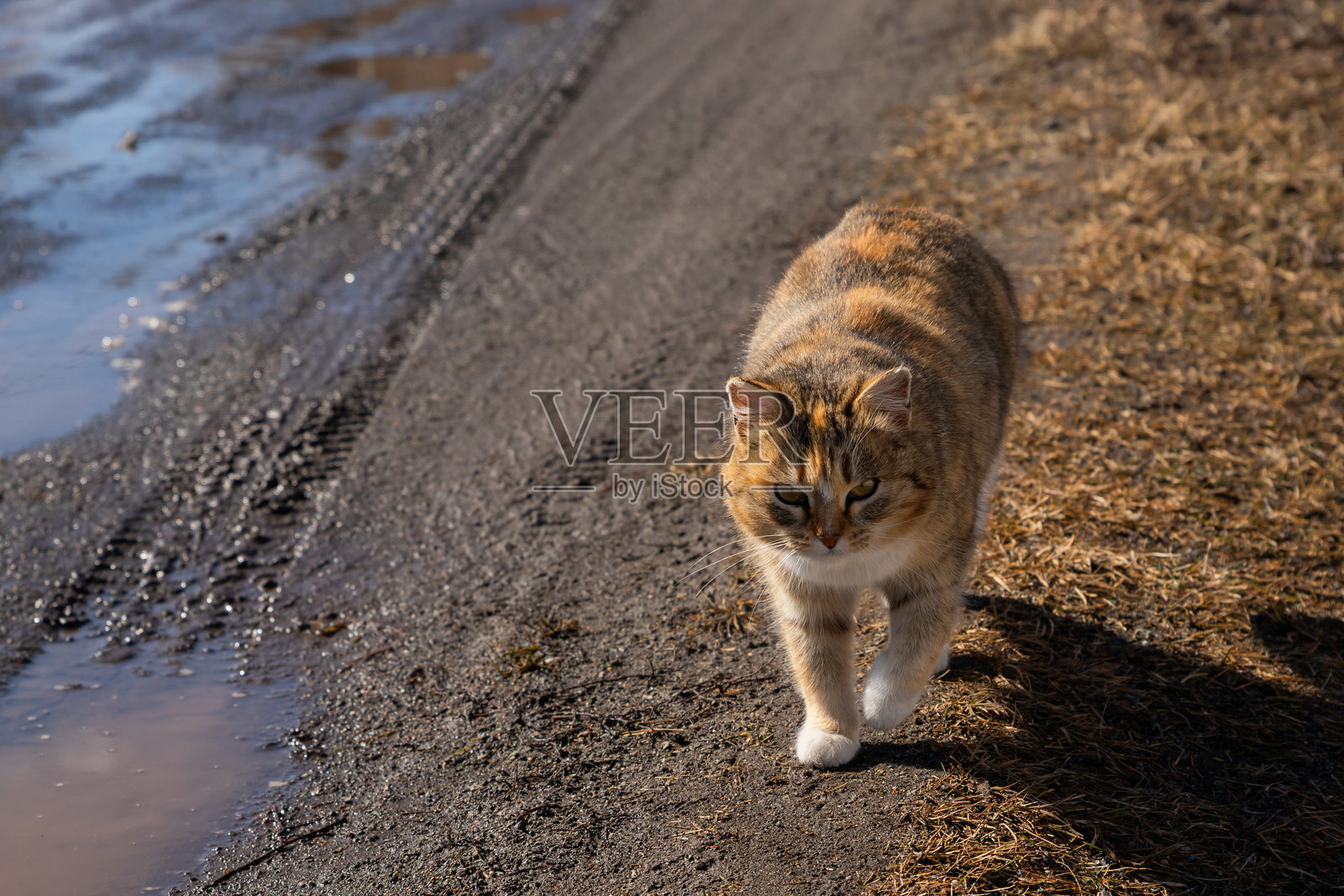 一只猫在阳光明媚的秋天沿着乡间小路走，周围是草地和泥土。动物保护、关爱和帮助无家可归的动物和被遗弃的宠物。照片摄影图片