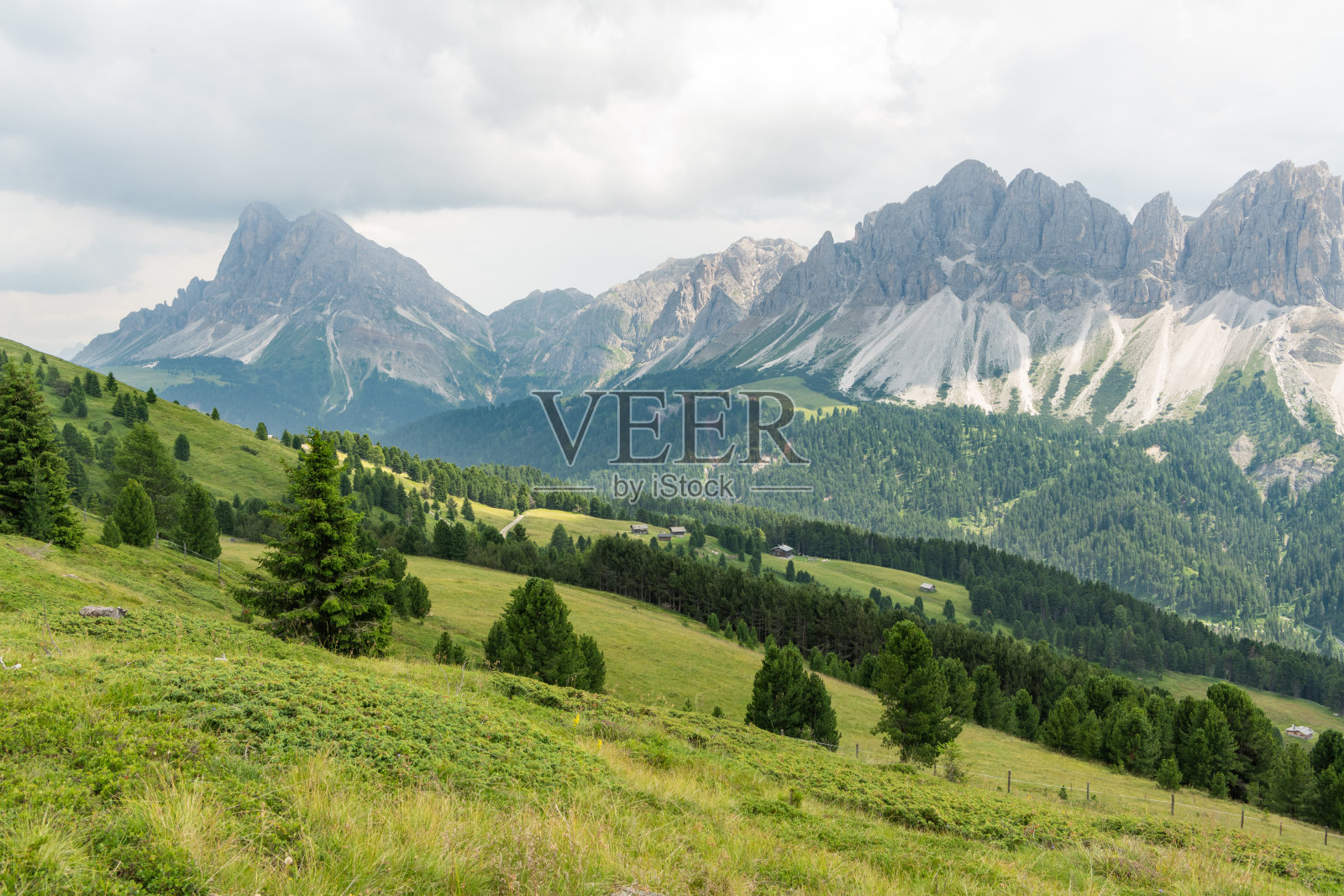 意大利多洛米蒂的富内斯山谷景观。背景是佩特勒科费尔（萨斯·德·普提亚）。前景是带有松树的阿尔卑斯草甸。照片摄影图片