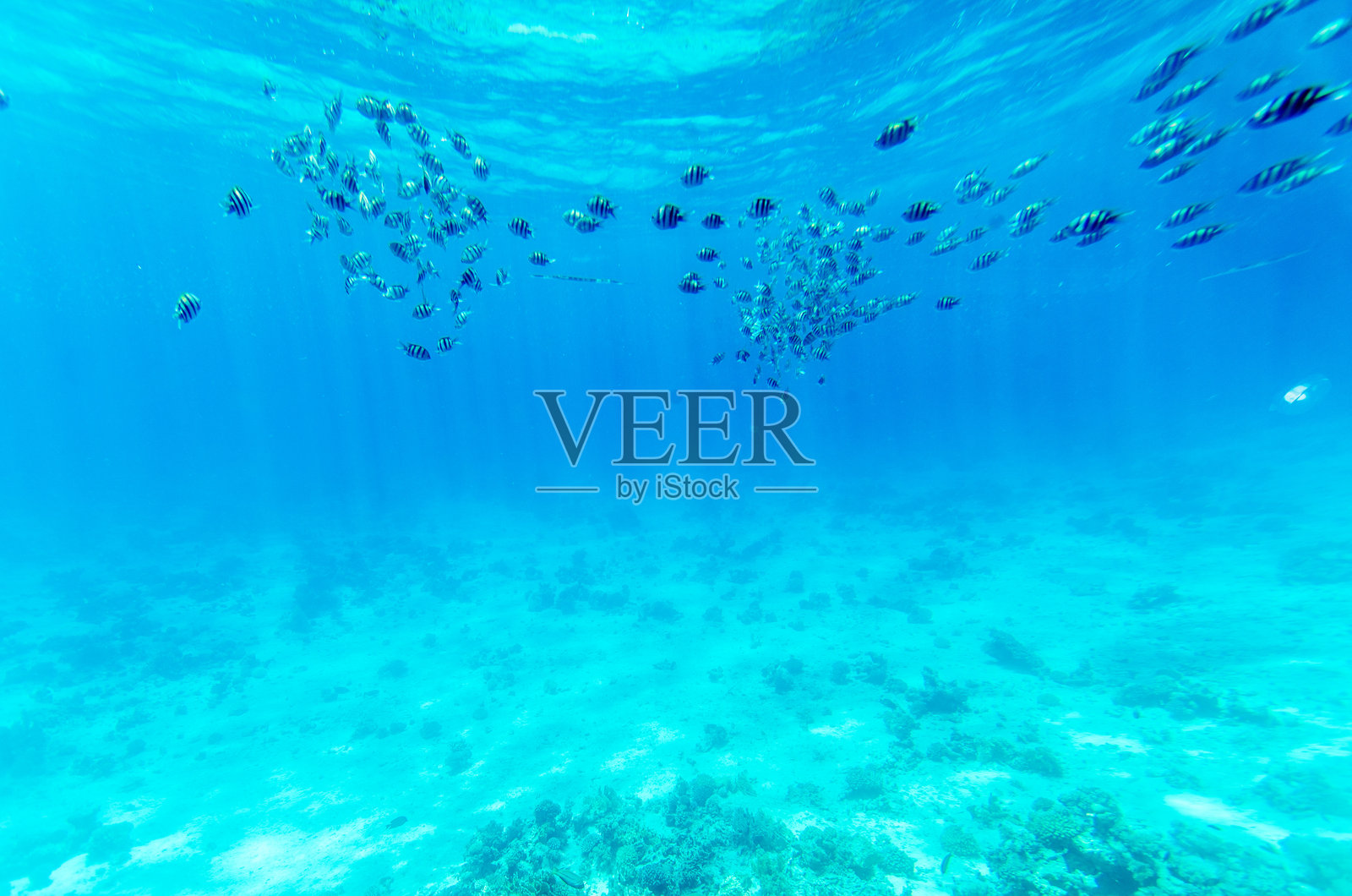 五彩斑斓的蓝色水下海景中的鱼群照片摄影图片