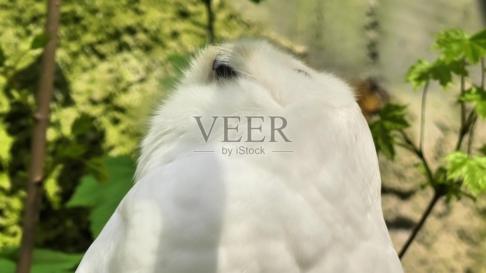 瞧这只雄伟的白猫头鹰，优雅地栖息在宁静而美丽的自然栖息地中。照片摄影图片