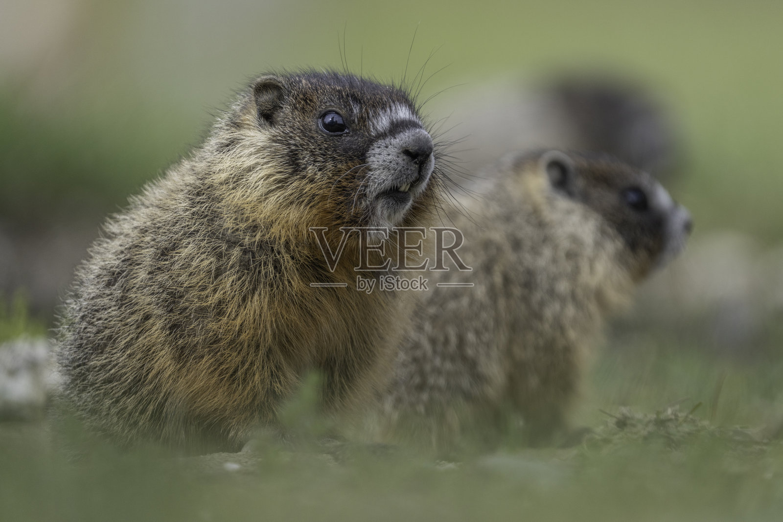 可爱搞笑的低角度三只幼年黄腹土拨鼠的肖像。照片摄影图片