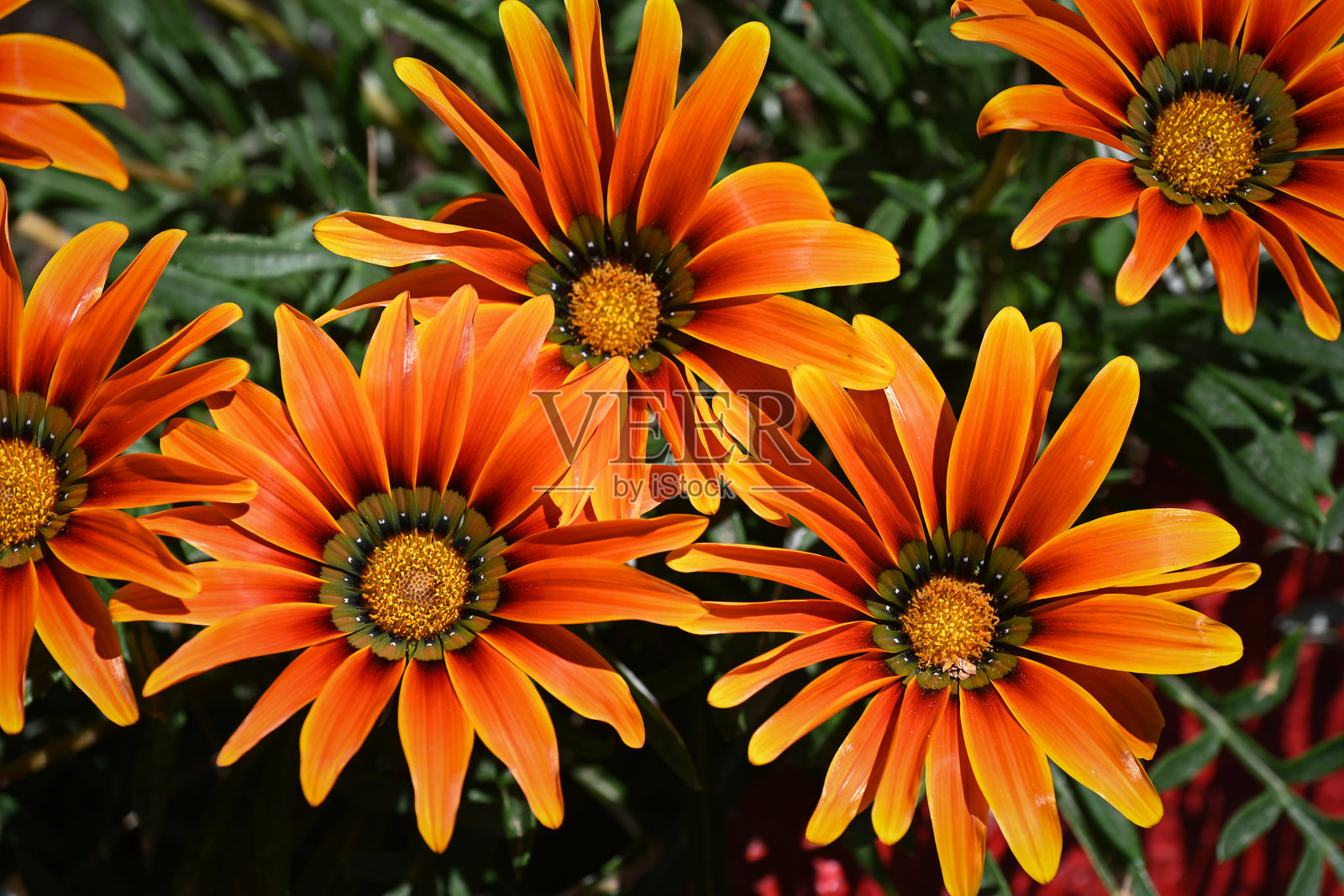 加兹尼亚花的特写镜头照片摄影图片