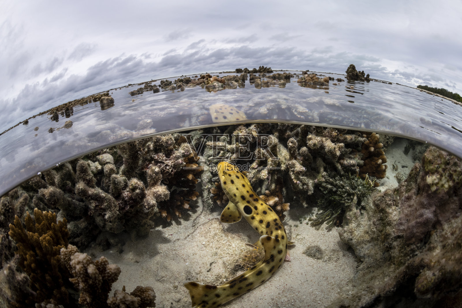 珊瑚行者照片摄影图片