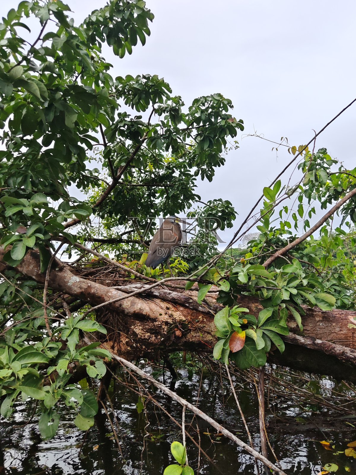 虎鹭在水道中照片摄影图片