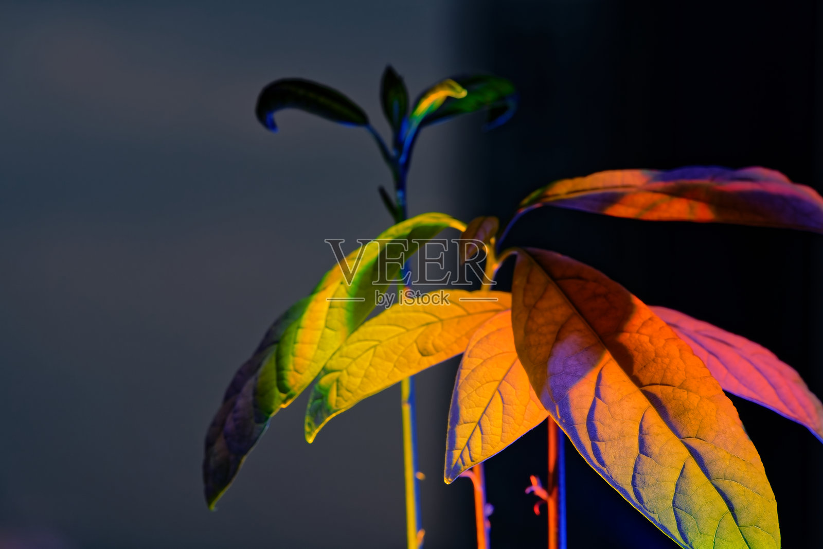 多彩植物的特写横向照片照片摄影图片