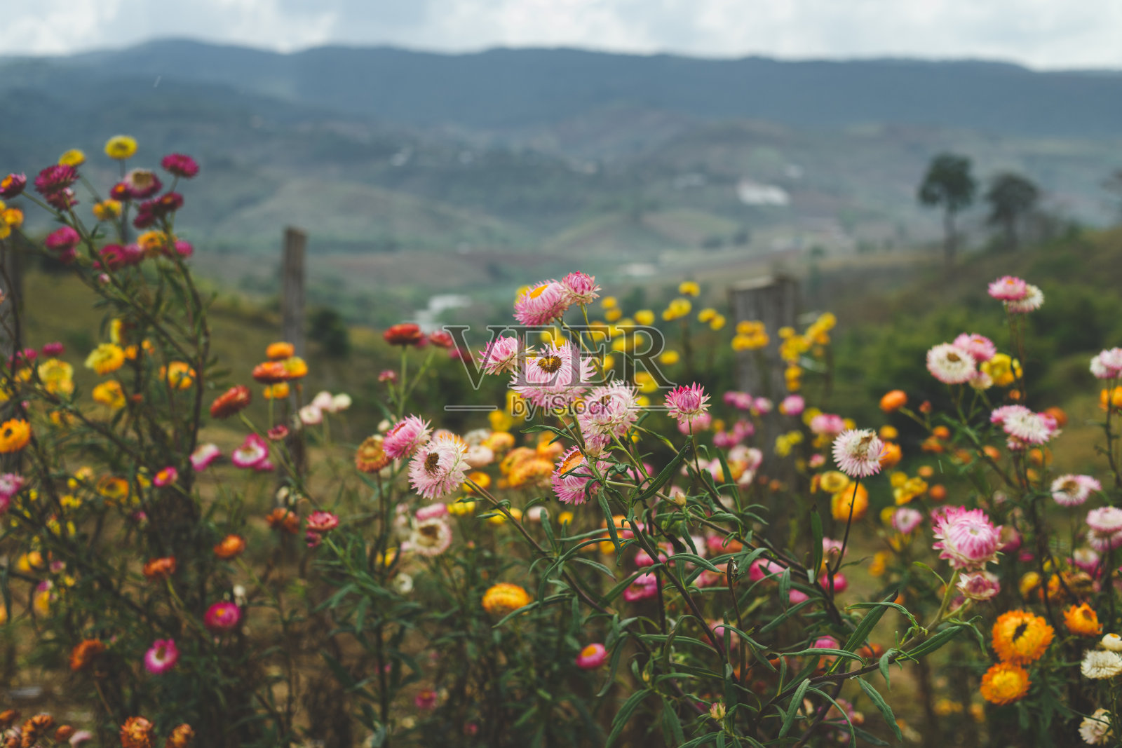 高地山丘上的五彩花田照片摄影图片
