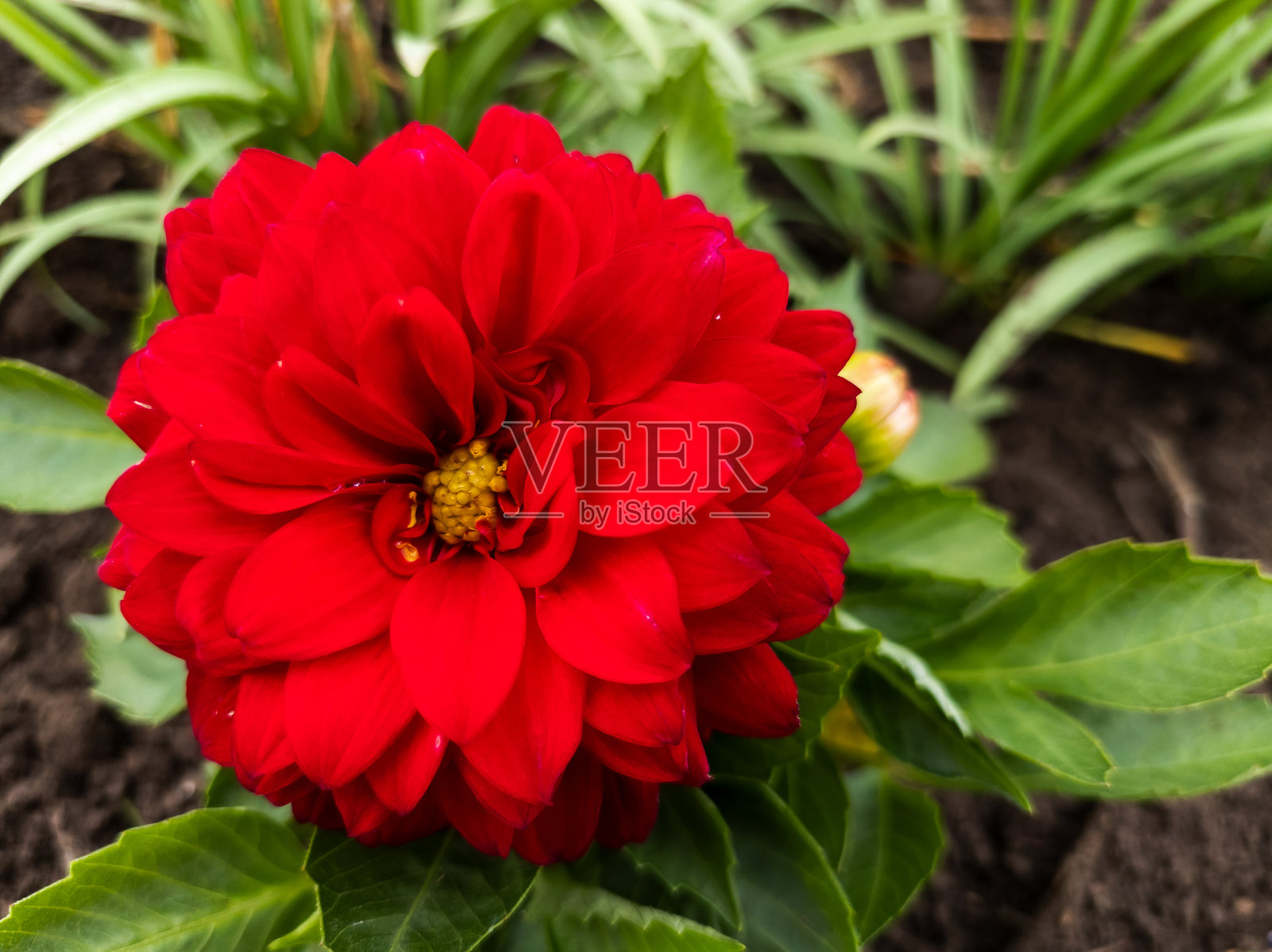 一朵红色花朵，背景是绿色的叶子照片摄影图片