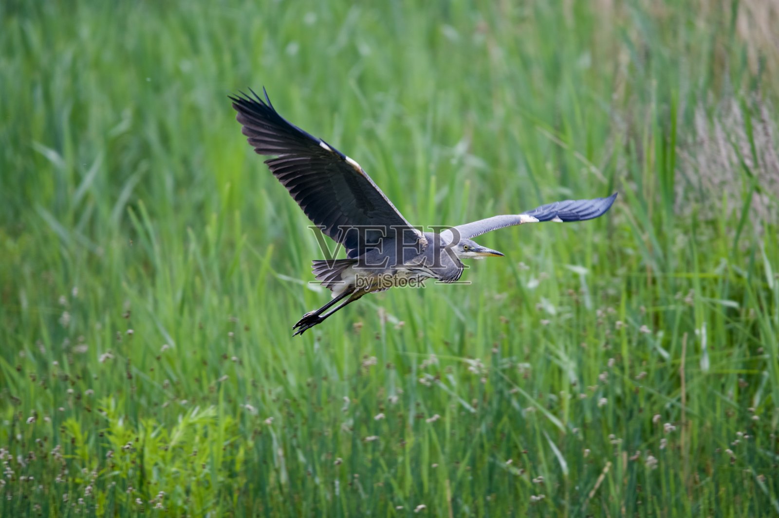 灰鹭在飞行中照片摄影图片