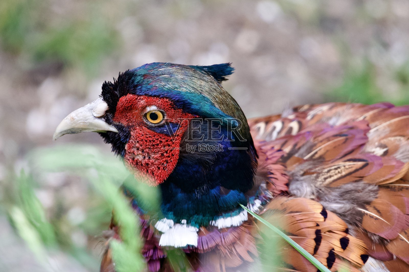 色彩鲜艳的雄性雉鸡游戏鸟照片摄影图片