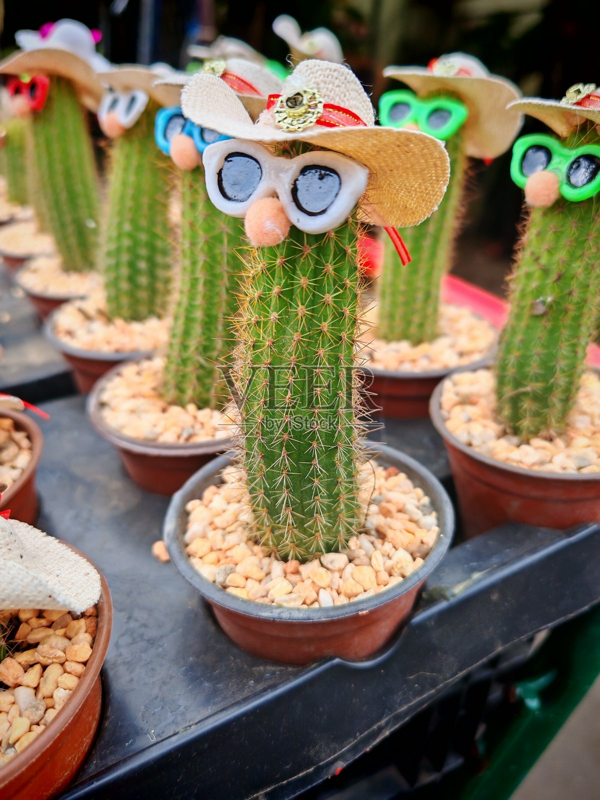 花盆照片摄影图片