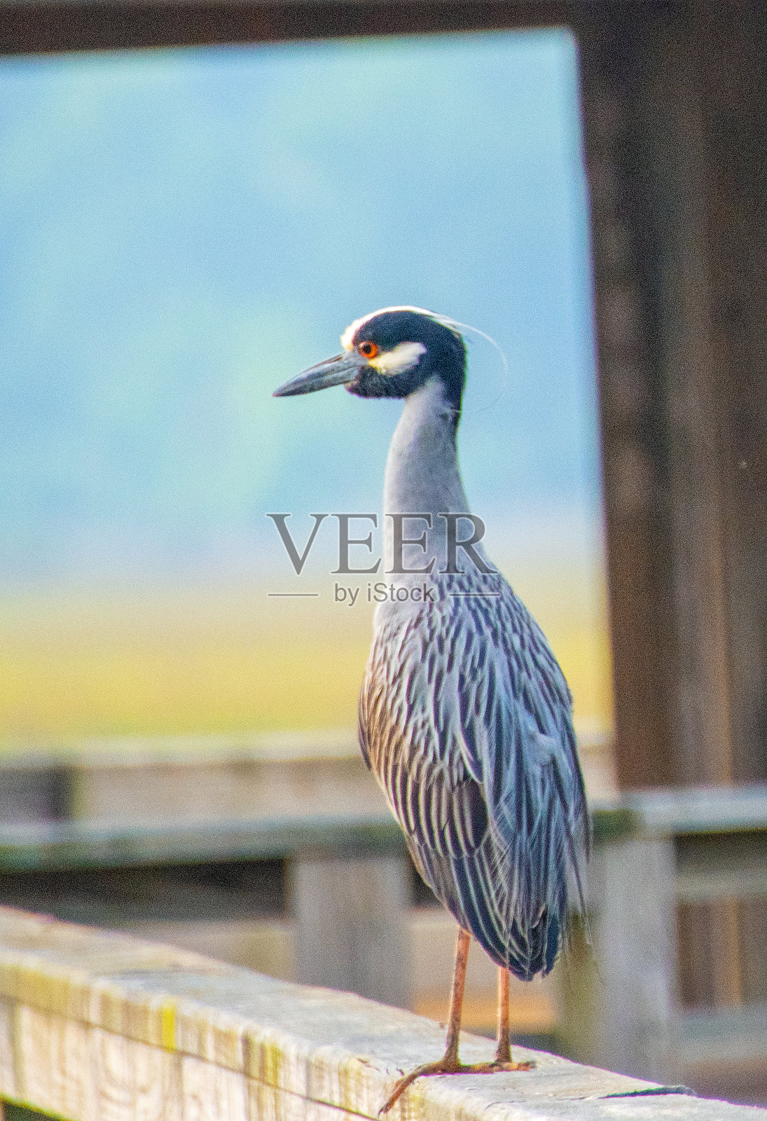 黄冠夜鹭 - 南卡罗来纳州希尔顿头照片摄影图片