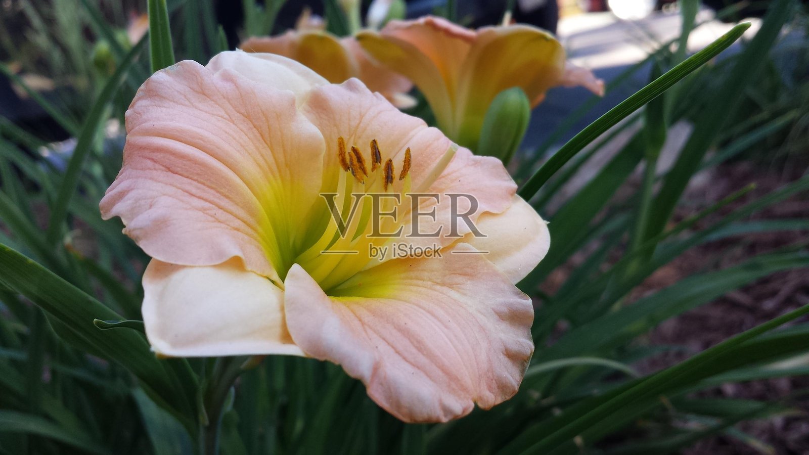 莉莉在展示肌肉照片摄影图片