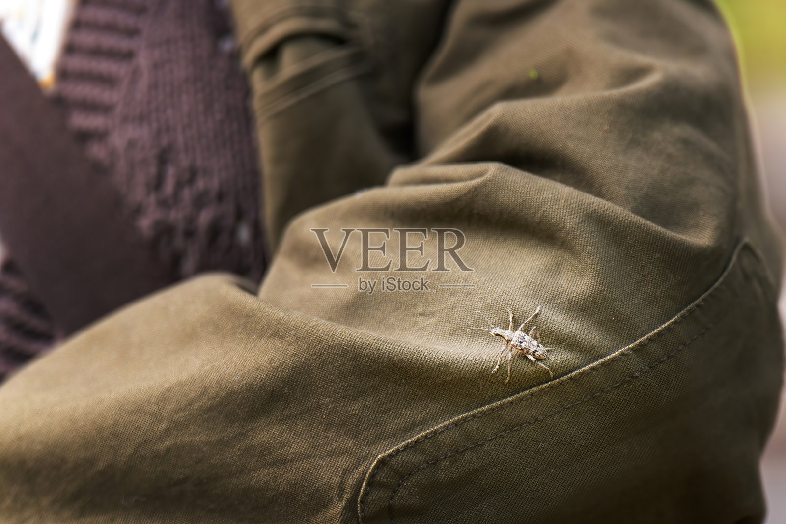 黑斑掠甲虫（Platydracus stercorarius）栖息在男子西装袖子上，展示了复杂的昆虫细节照片摄影图片