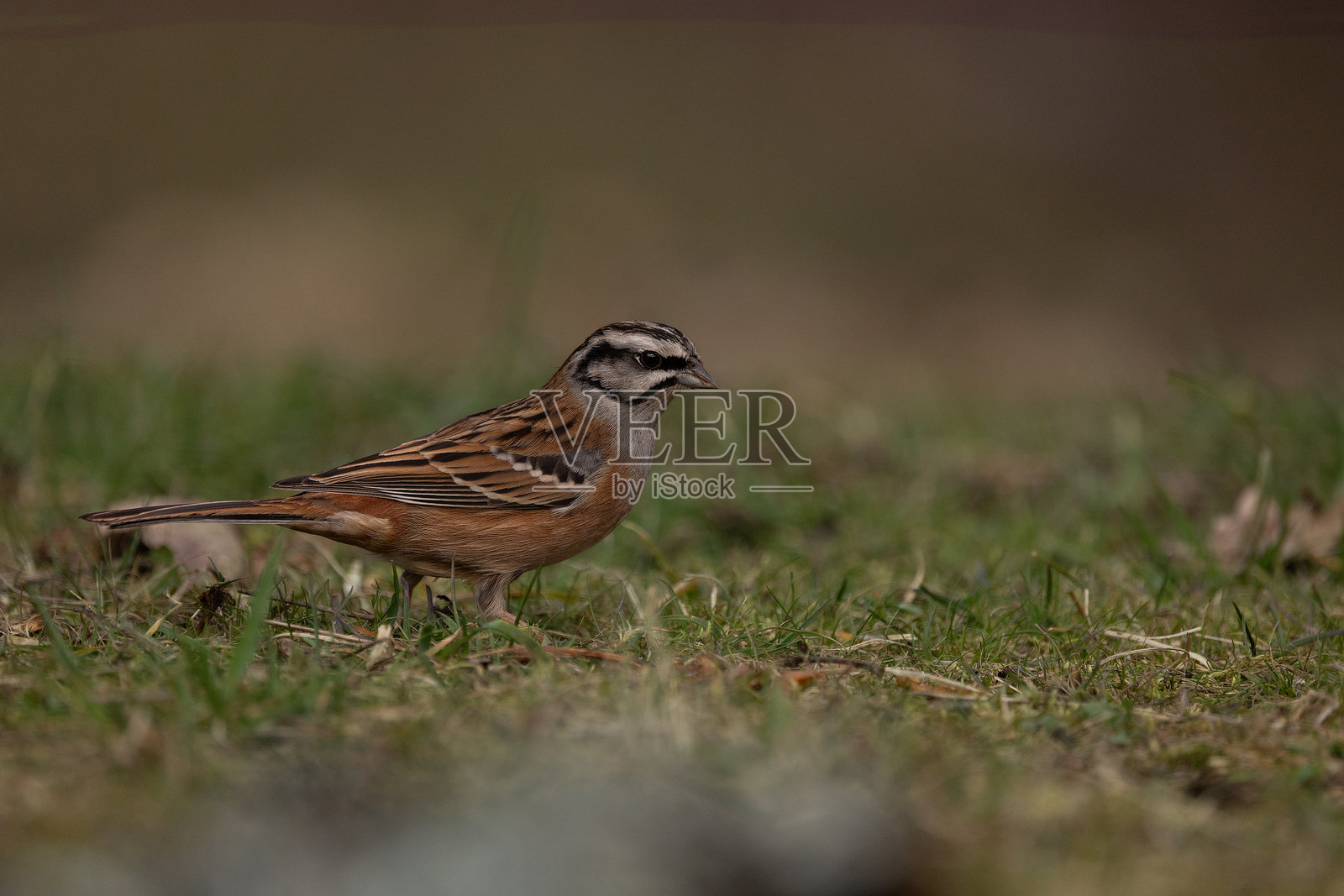 埃斯基巴诺·蒙特西诺 - 灰头鹀照片摄影图片