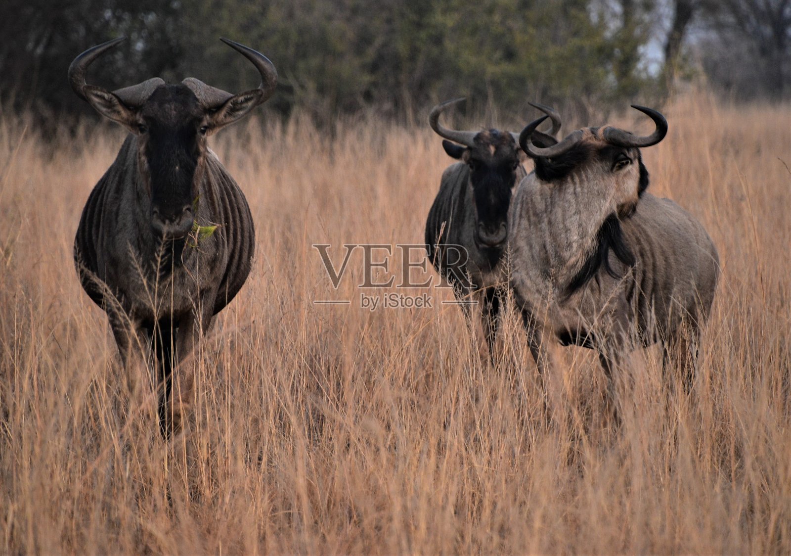 在草地自然日落栖息地中的角马照片摄影图片