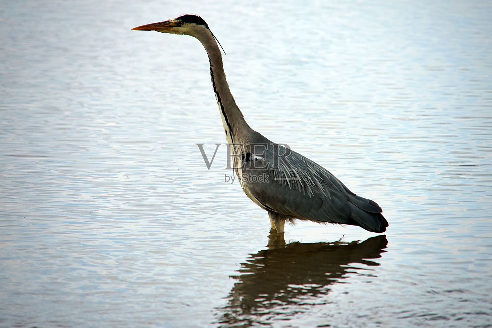 优雅地站在水中的苍鹭。照片摄影图片