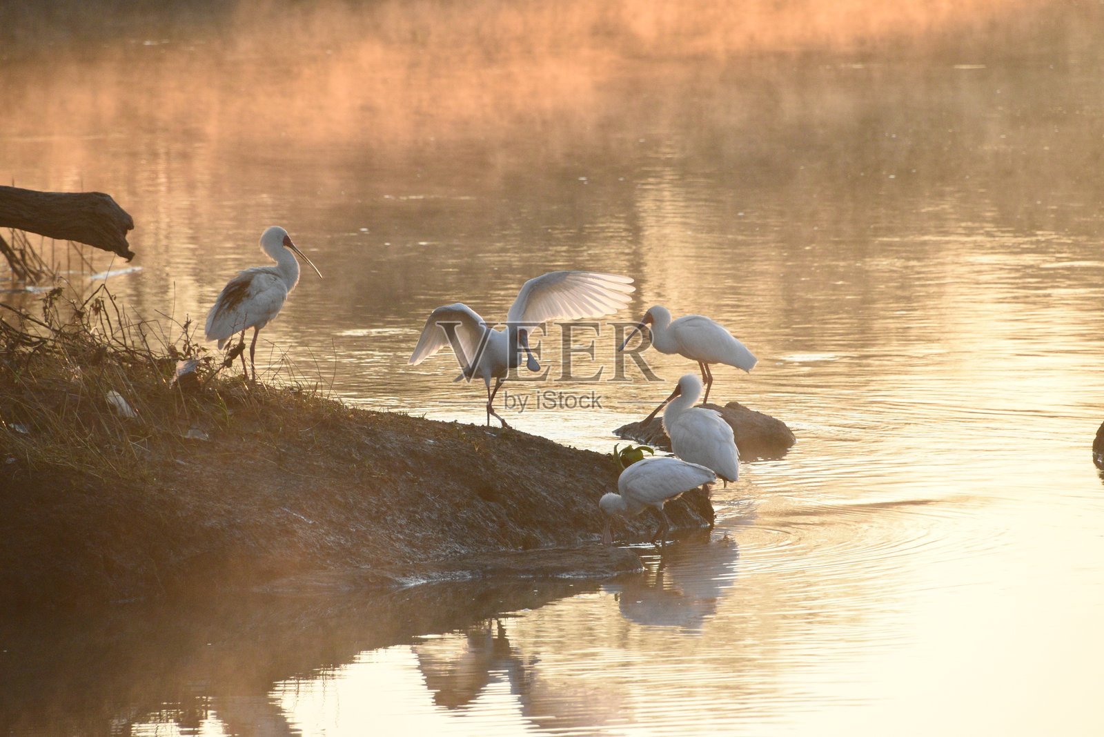 白鹭和琵鹭在宁静的河流中漫步，日出场景照片摄影图片