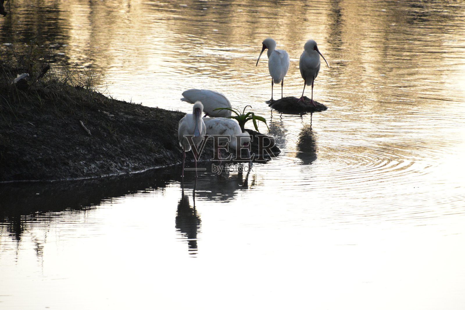 白鹭和玳瑁鸟在宁静的河流中漫步，日出场景照片摄影图片