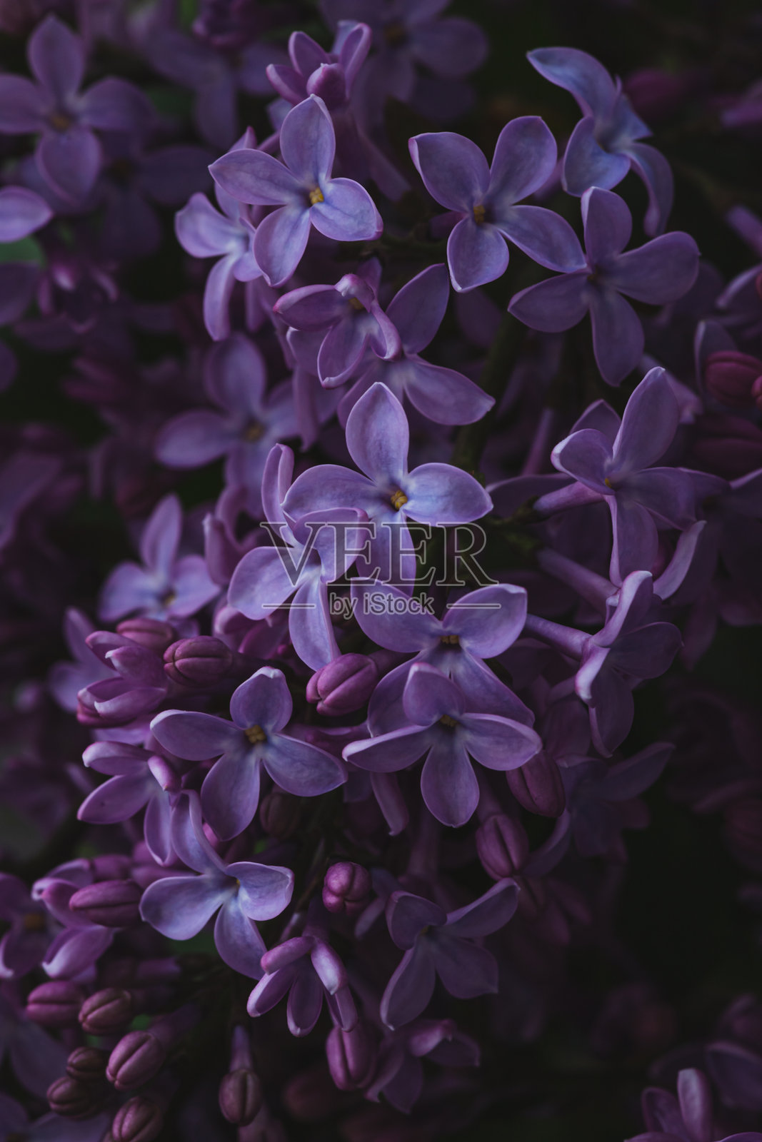紫丁香花的微距摄影照片摄影图片