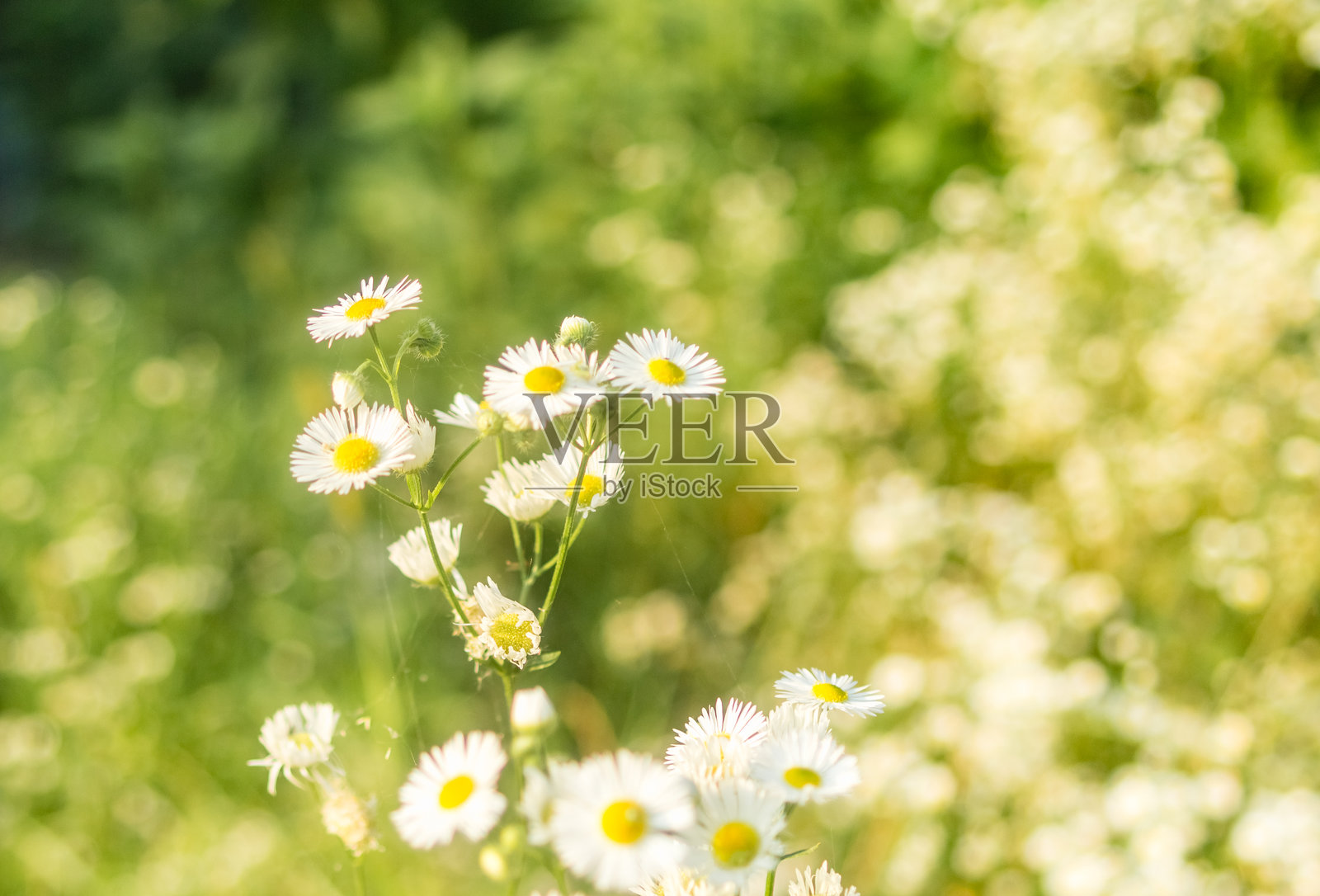 白色雏菊照片摄影图片