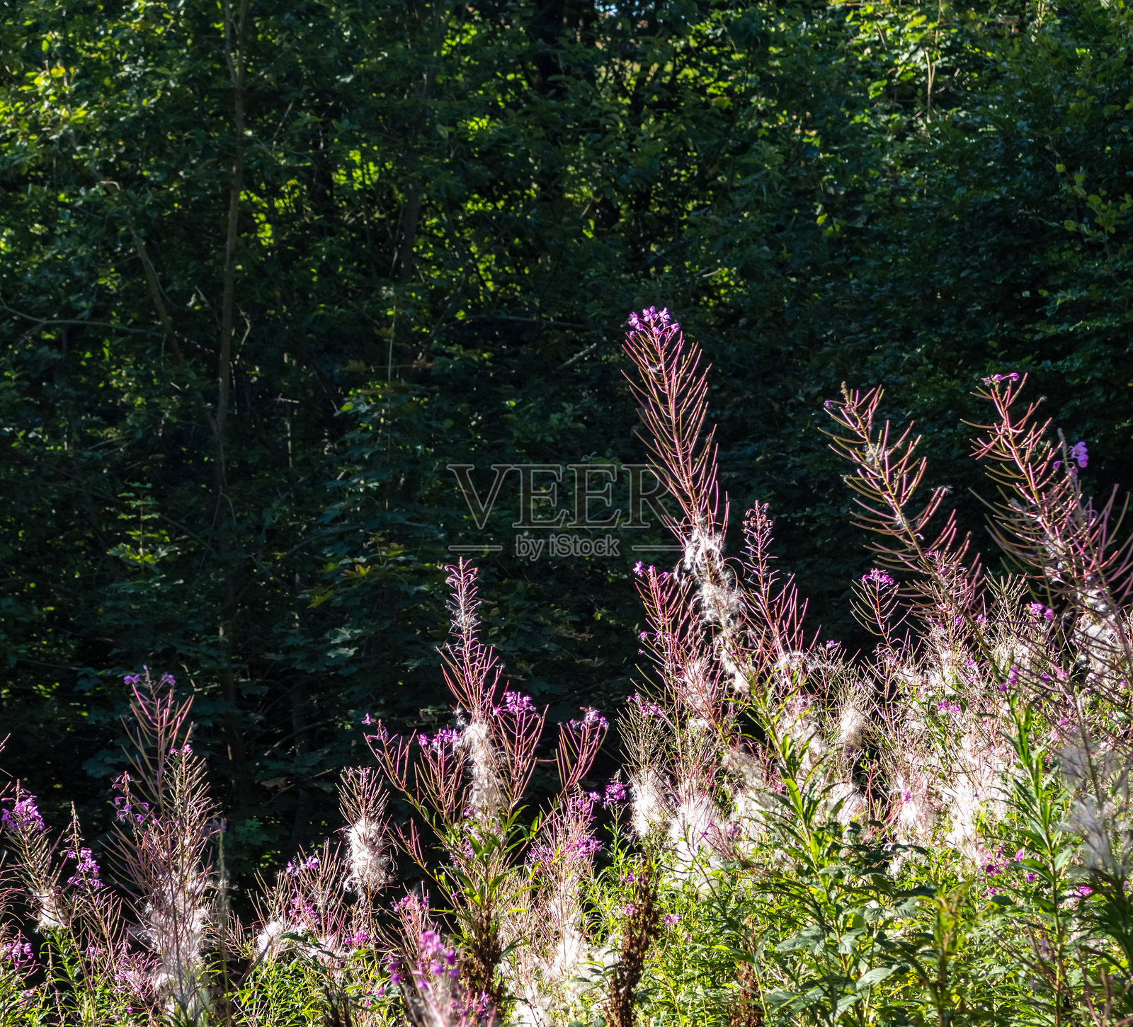 火绒草草甸照片摄影图片