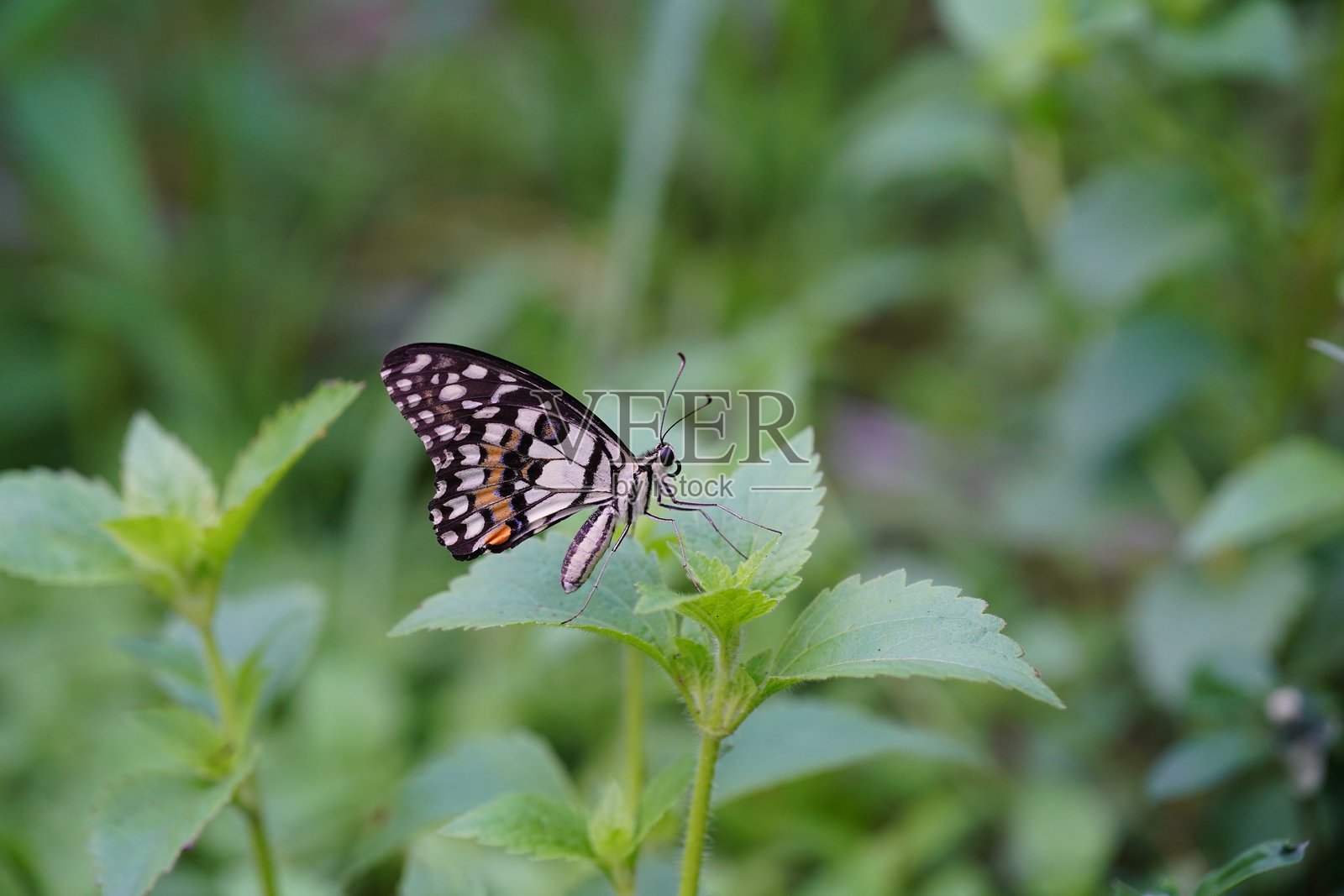 花蝴蝶栖息在森林中。照片摄影图片