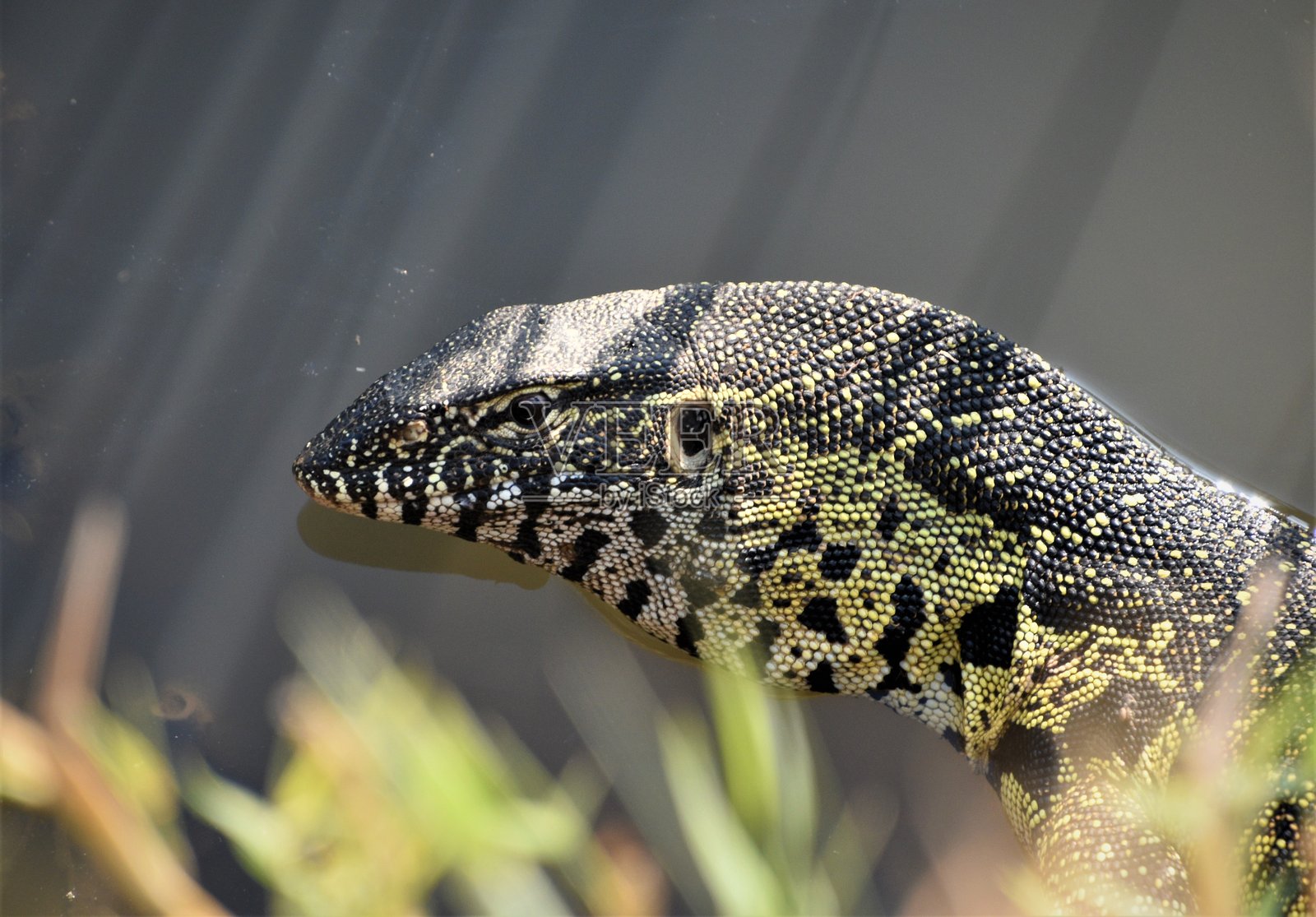 野外自然地面上色彩斑斓的巨蜥特写镜头照片摄影图片