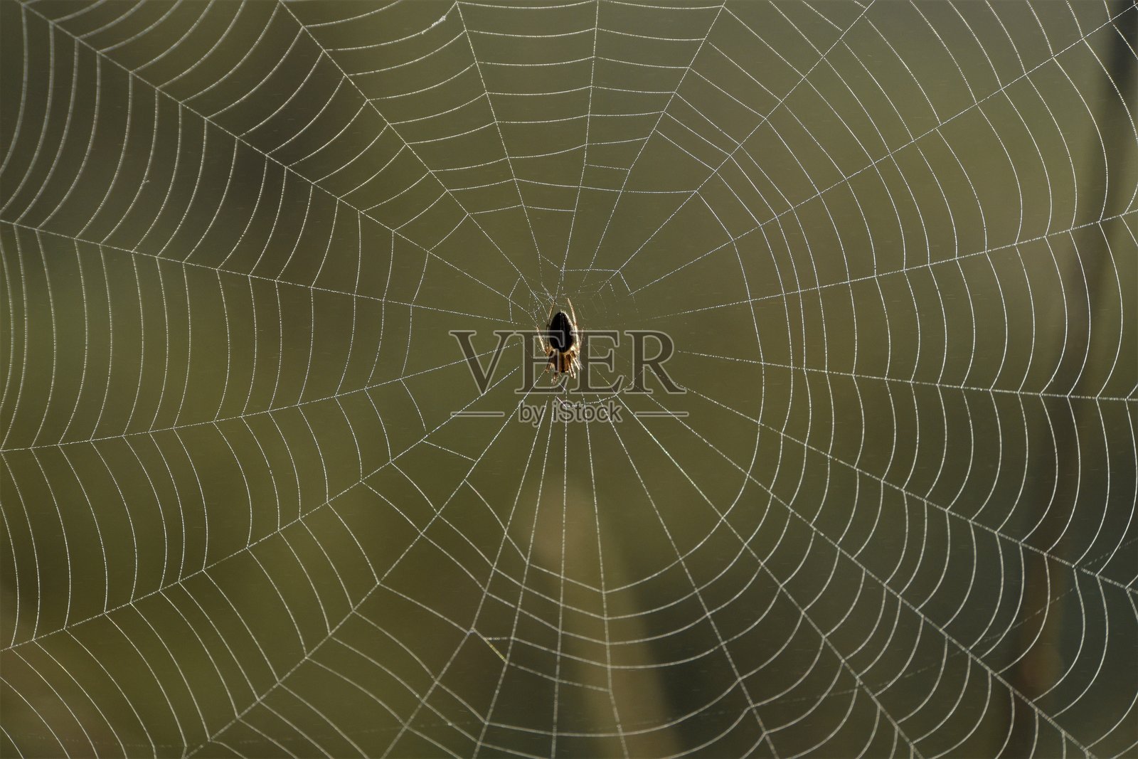 露珠覆盖的户外蜘蛛网上的蜘蛛照片摄影图片
