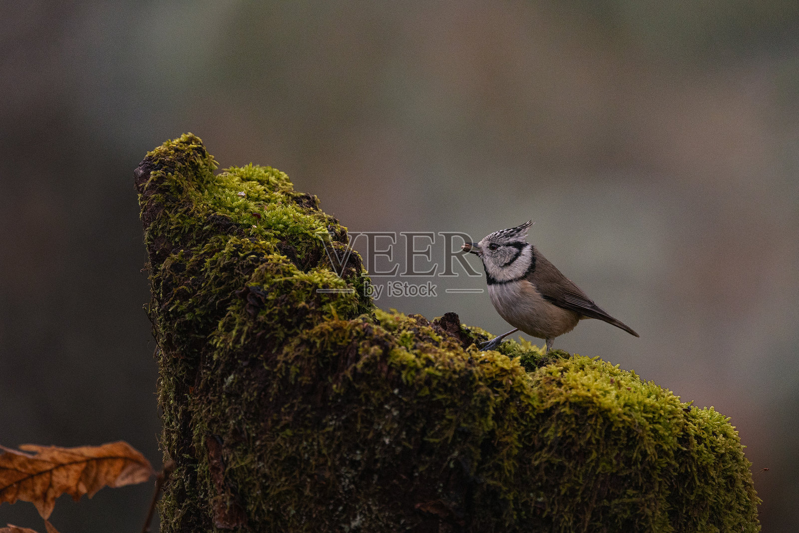 帽子蓝雀 - Lophophanes cristatus照片摄影图片
