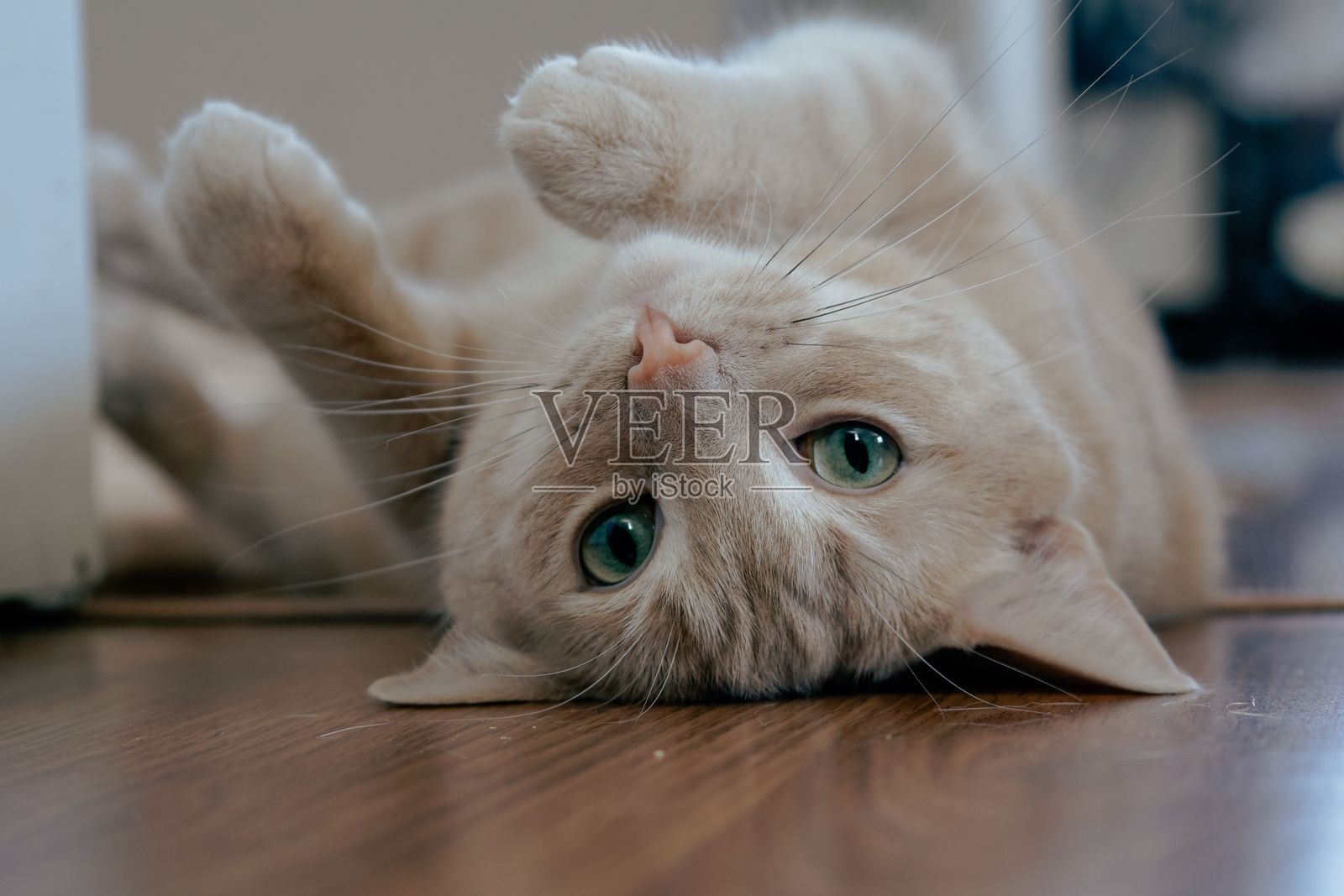 顽皮的姜黄色猫咪仰躺在木地板上，抬头用绿色眼睛看着，室内环境。照片摄影图片