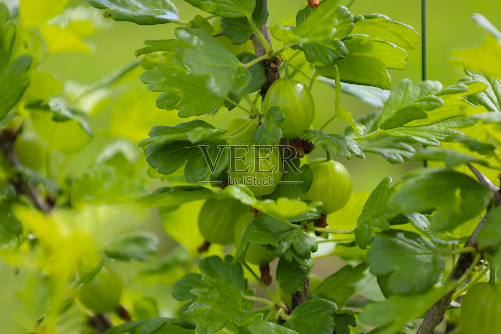 绿色的醋栗果实在多刺的枝条上生长，与模糊的绿色背景形成鲜明对比。年轻的浆果和新鲜的叶子传达出春天和生长的气息。照片摄影图片