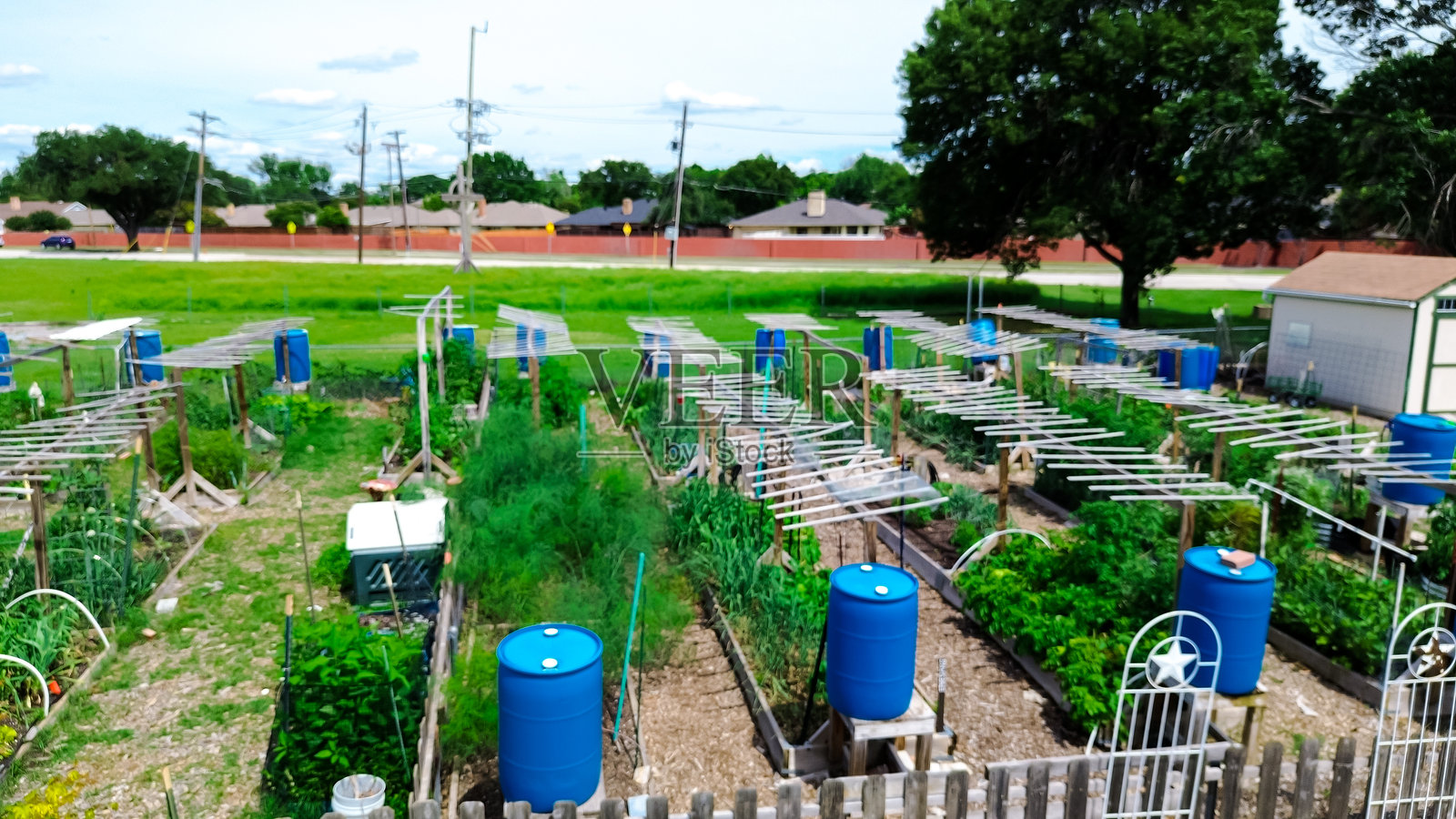 路边社区花园，木质和金属高架床排成一列，带有垂直生长的格架，蓝色雨水桶，棚子，绿叶蔬菜，新鲜农产品，位于达拉斯郊区的卡罗尔顿城市农业。照片摄影图片