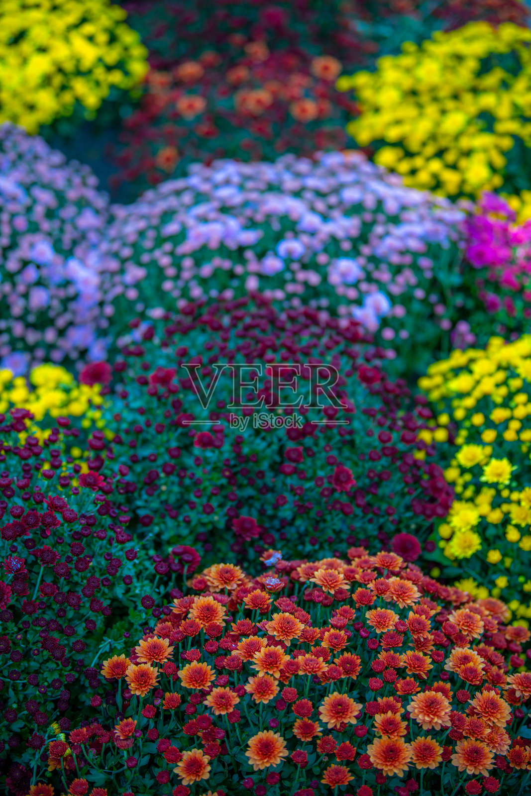 紫色、橙色、紫罗兰色和黄色的菊花特写宏观背景照片摄影图片