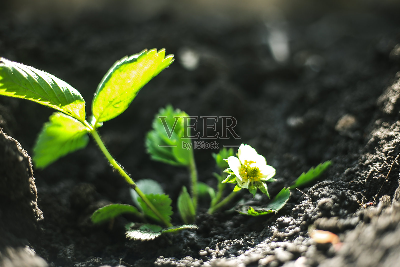 一株年轻的草莓幼苗结出果实照片摄影图片