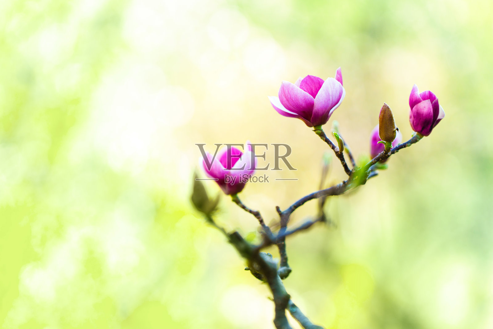 带有草地背景的玉兰花，留有空白空间照片摄影图片