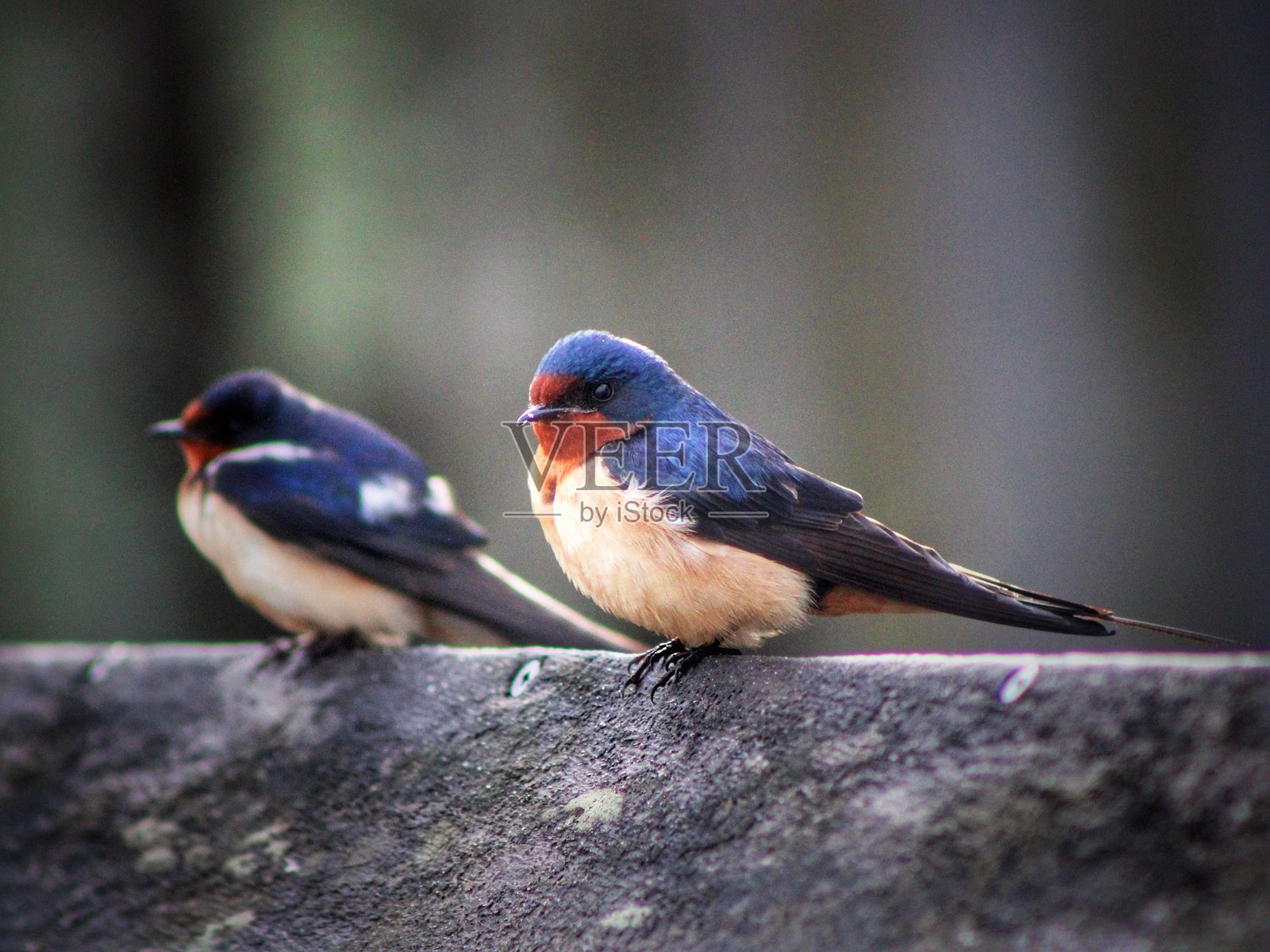鸟类观察 02照片摄影图片