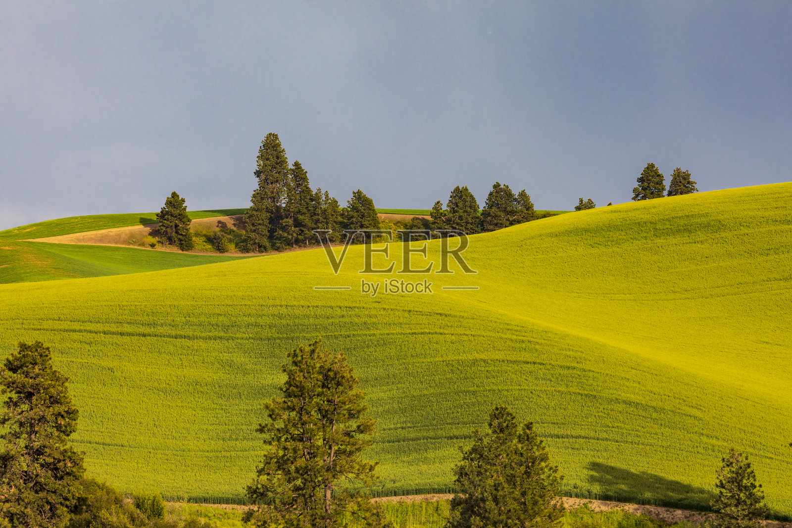 美国，华盛顿州，东华盛顿，帕卢斯地区。科尔法克斯。金色的麦田。松树。彩虹。照片摄影图片