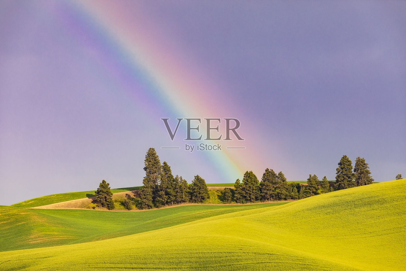 美国，华盛顿州，东华盛顿，帕卢斯地区。科尔法克斯。绿色的小麦田。松树。彩虹。照片摄影图片