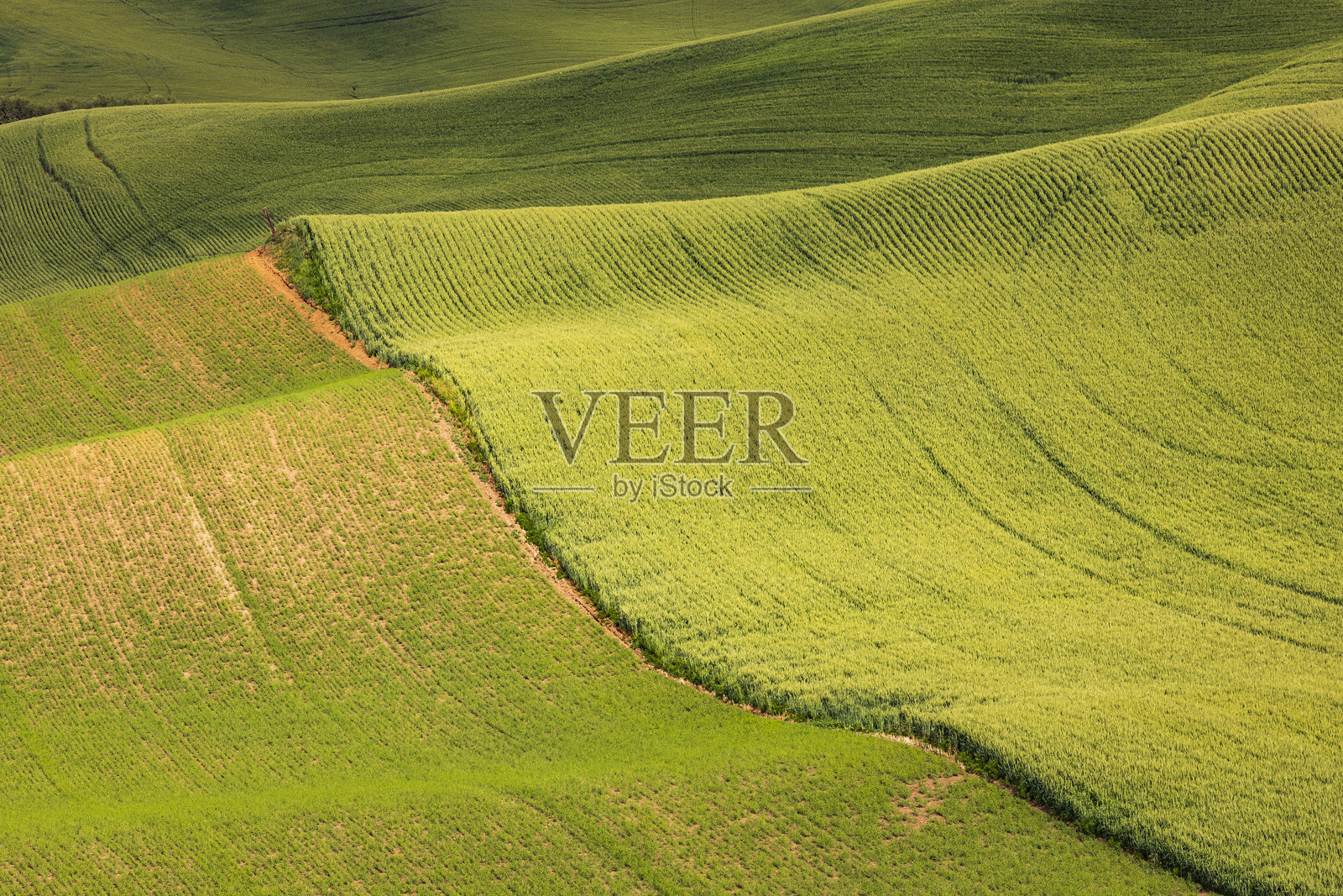 美国，华盛顿州，东华盛顿，帕卢斯地区。科尔法克斯。绿色的晚春山丘。拖拉机车辙。照片摄影图片