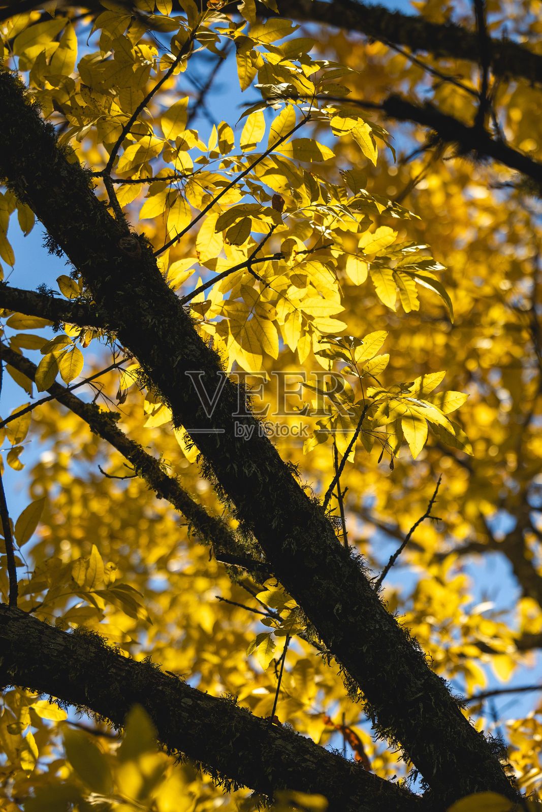明亮的黄色秋叶在树枝上，映衬着晴朗的蓝天照片摄影图片
