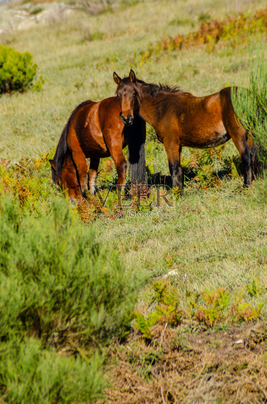一群马在广阔的自然景观中，葡萄牙加拉诺马，佩内达-热雷斯国家公园照片摄影图片
