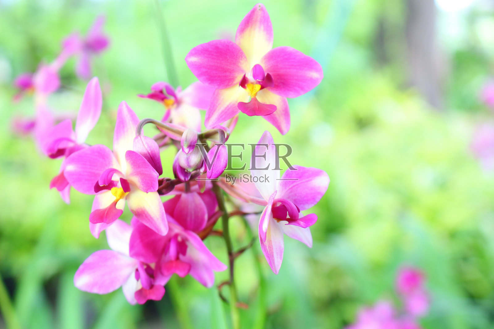 粉色米尔顿兰花照片摄影图片