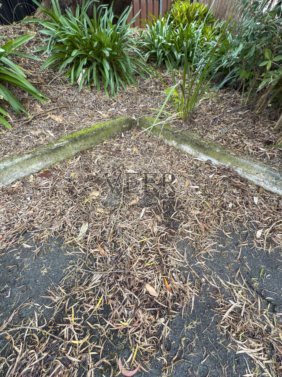 停车场附近植物旁边的棕色落叶。照片摄影图片
